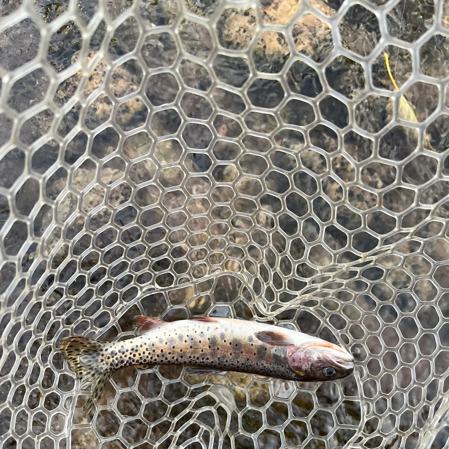 Bonneville cutthroat trout caught on Fishbrain