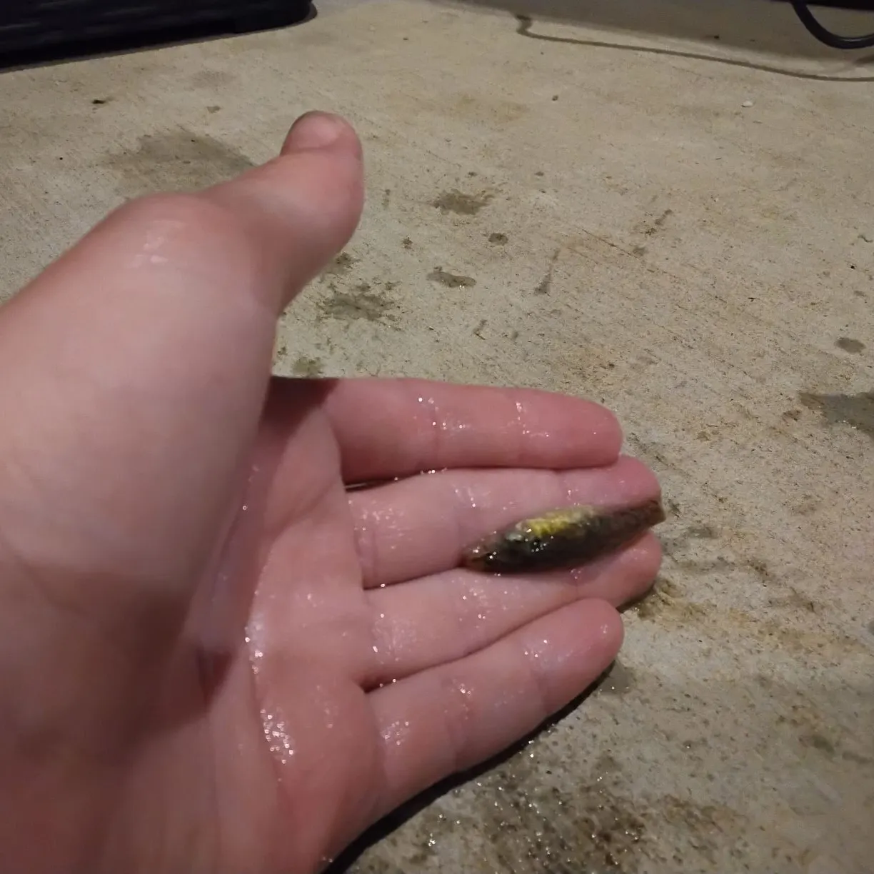 The most recent Swamp darter catches on Fishbrain