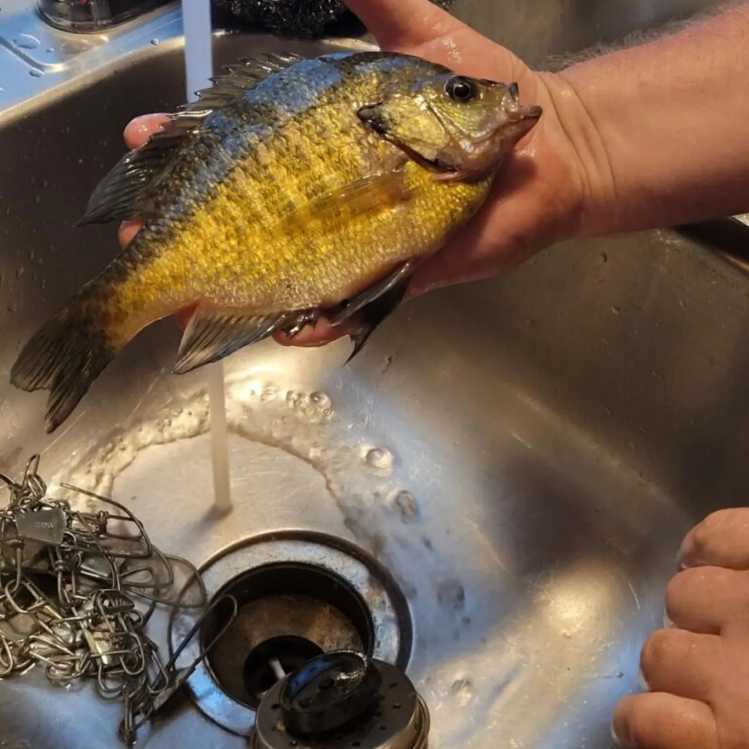 angler catch