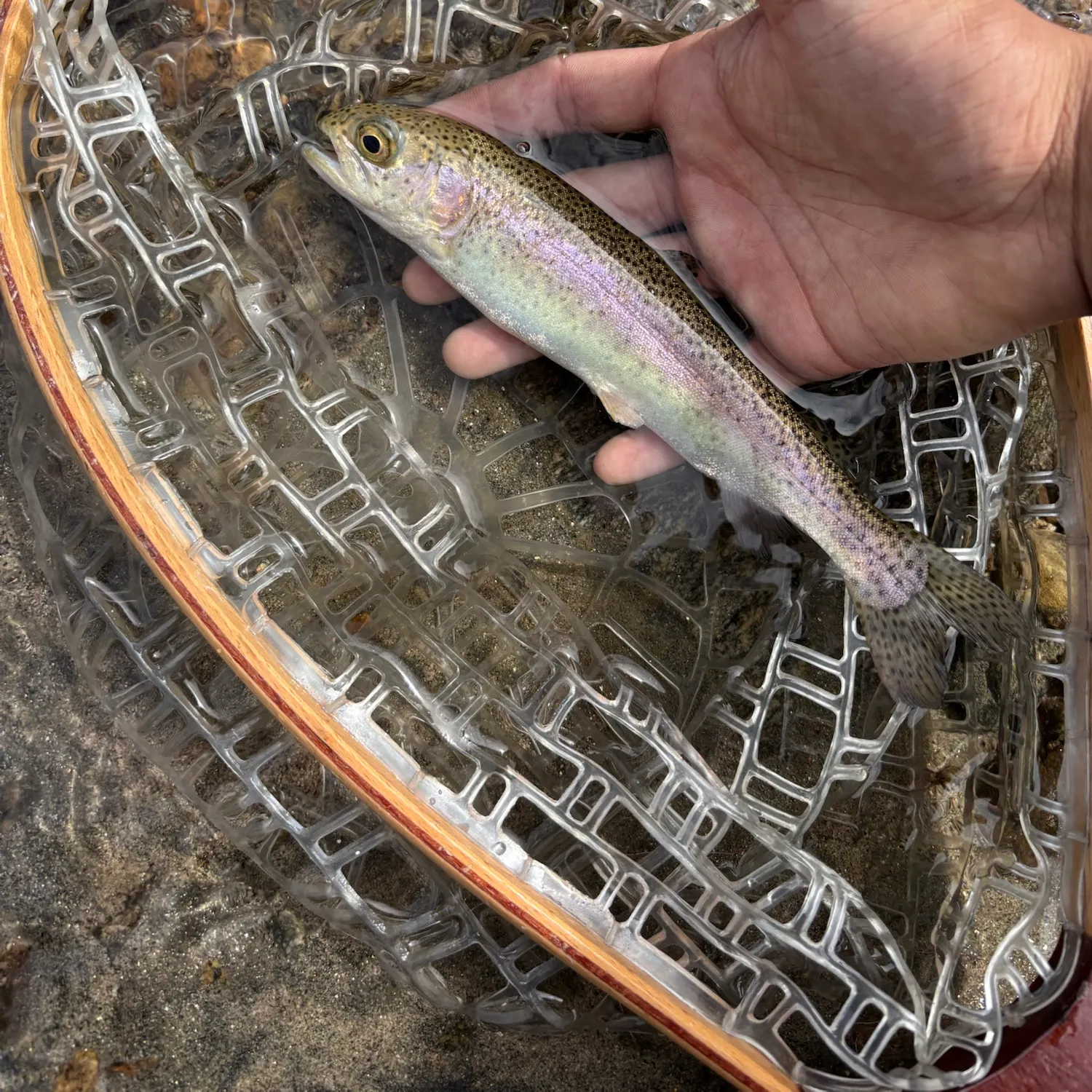 Rainbow trout caught on Fishbrain