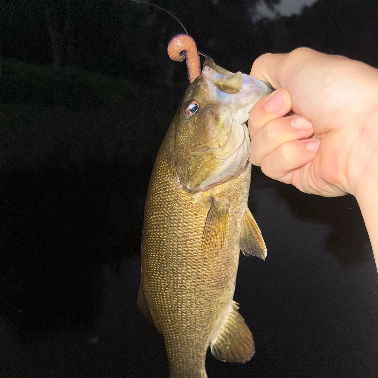 Smallmouth bass caught on Fishbrain