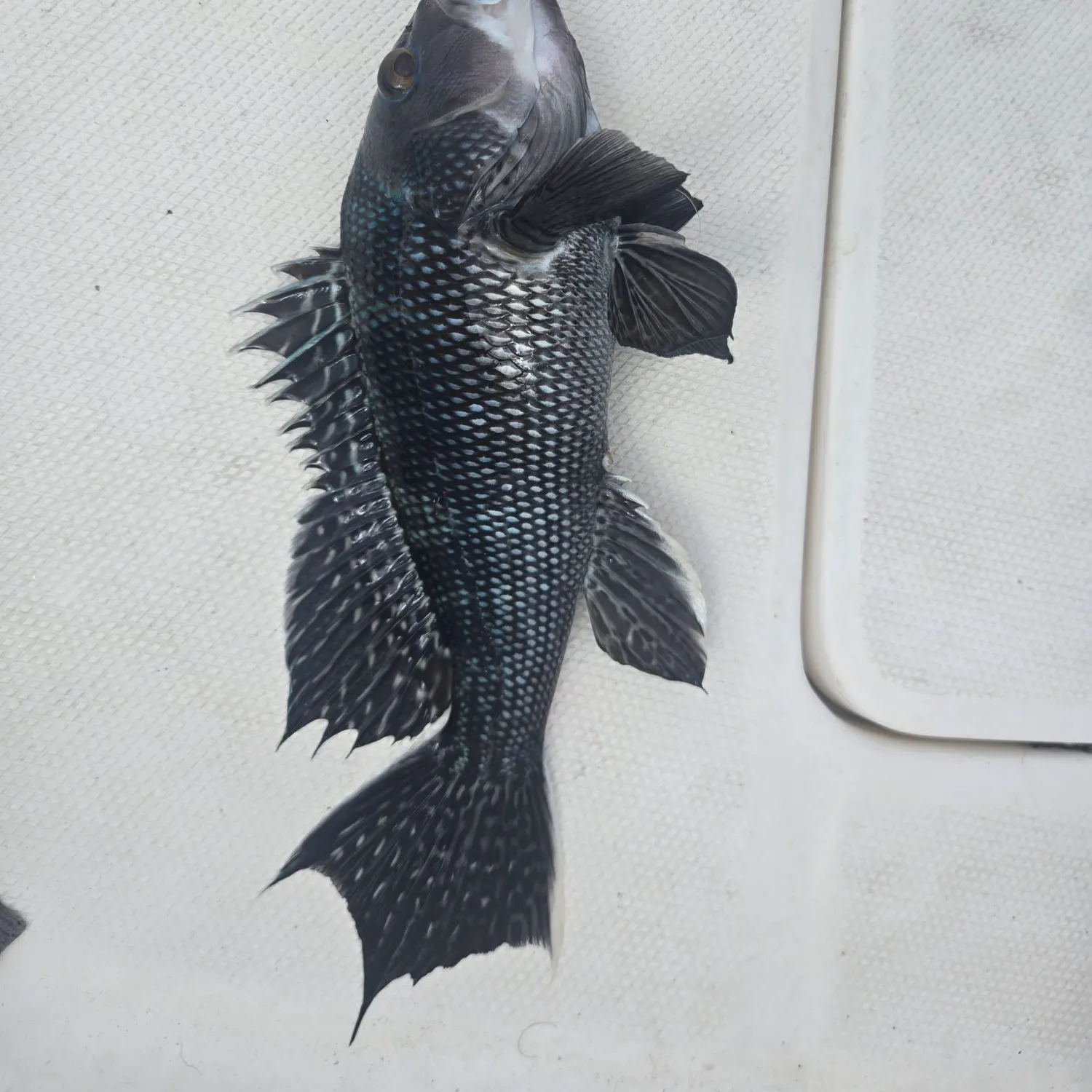Black sea bass caught on Fishbrain