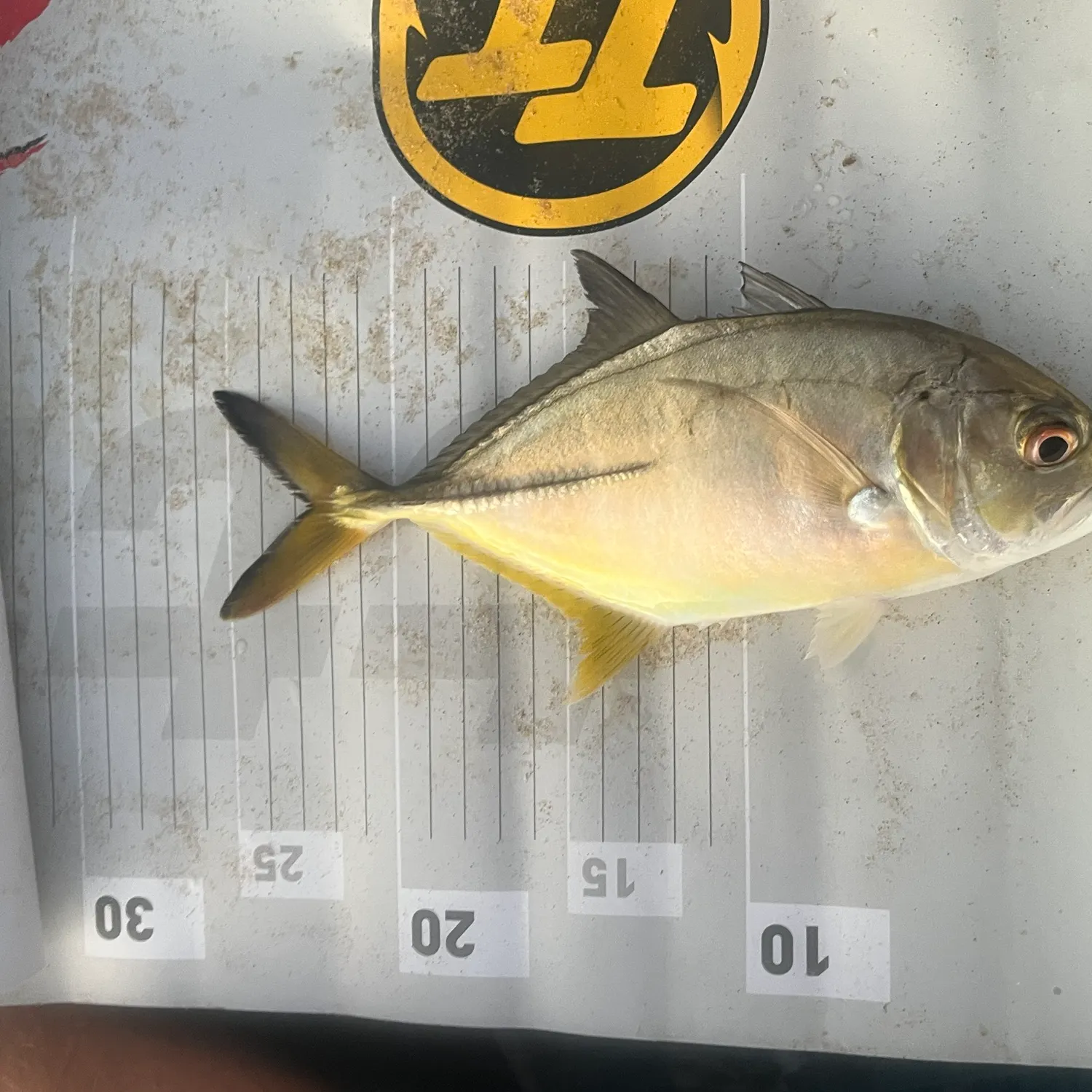 Bigeye trevally caught on Fishbrain