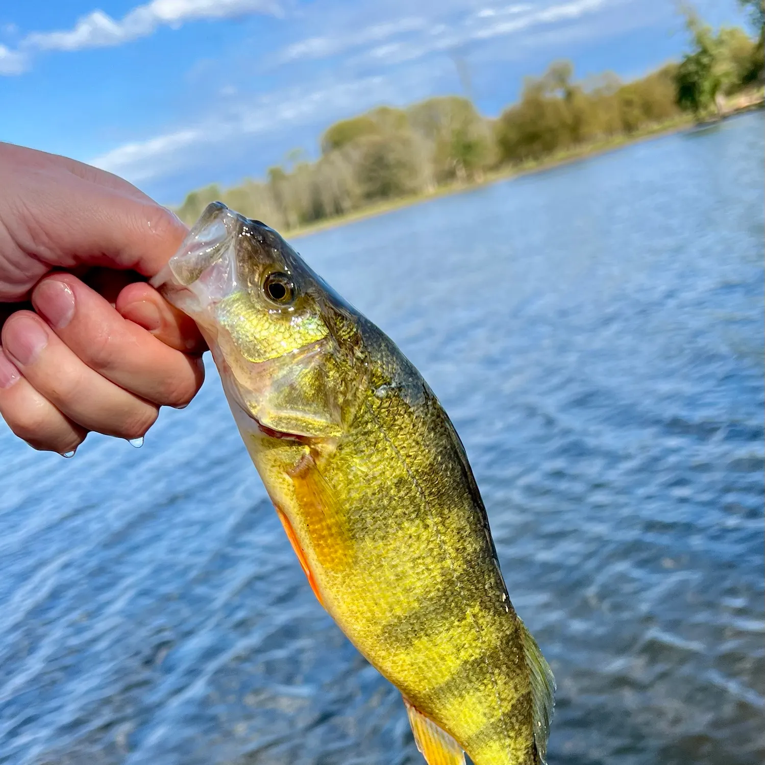 Yellow perch caught on Fishbrain