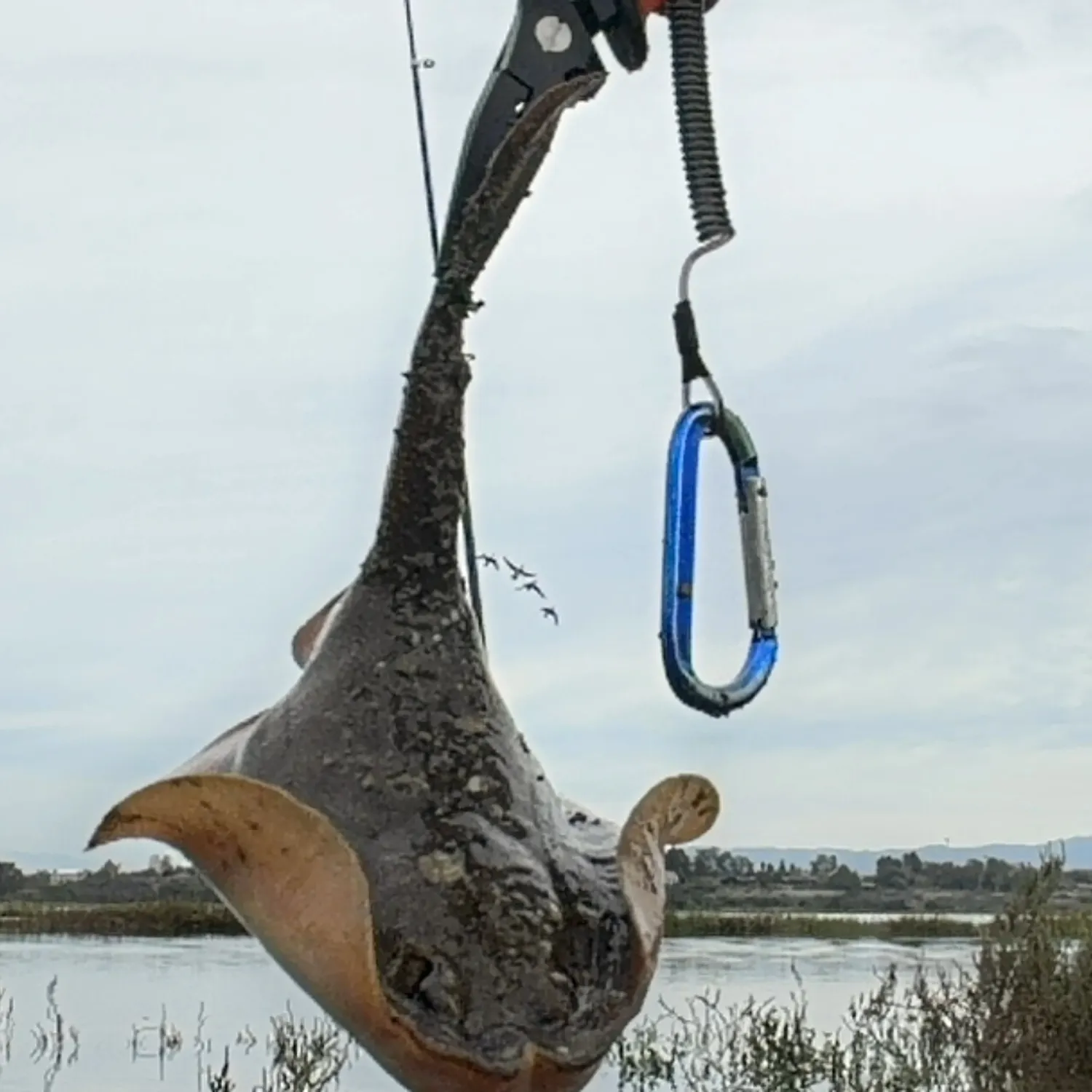 Fish caught on Fishbrain