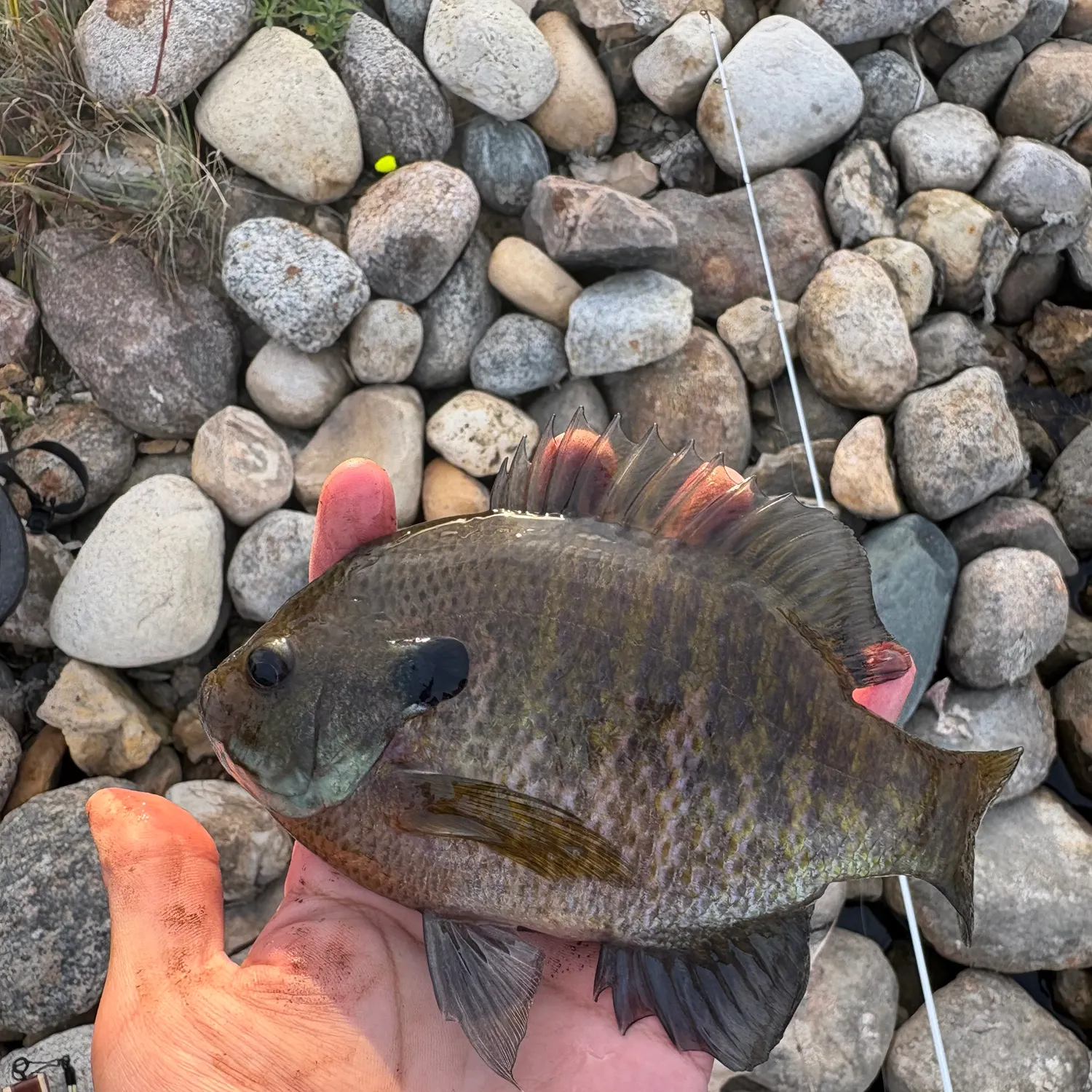Bluegill caught on Fishbrain