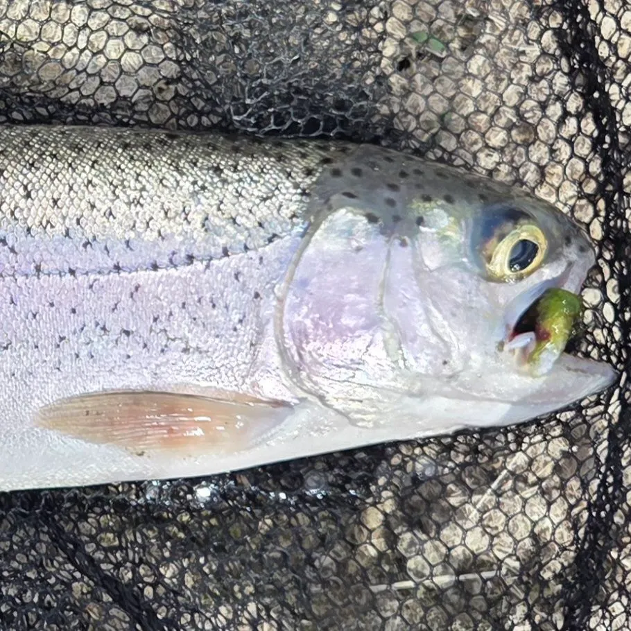 Rainbow trout caught on Fishbrain