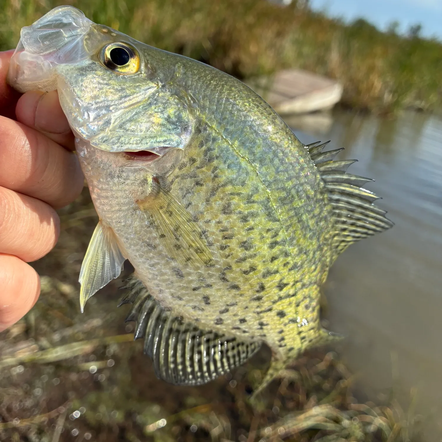 Black crappie caught on Fishbrain