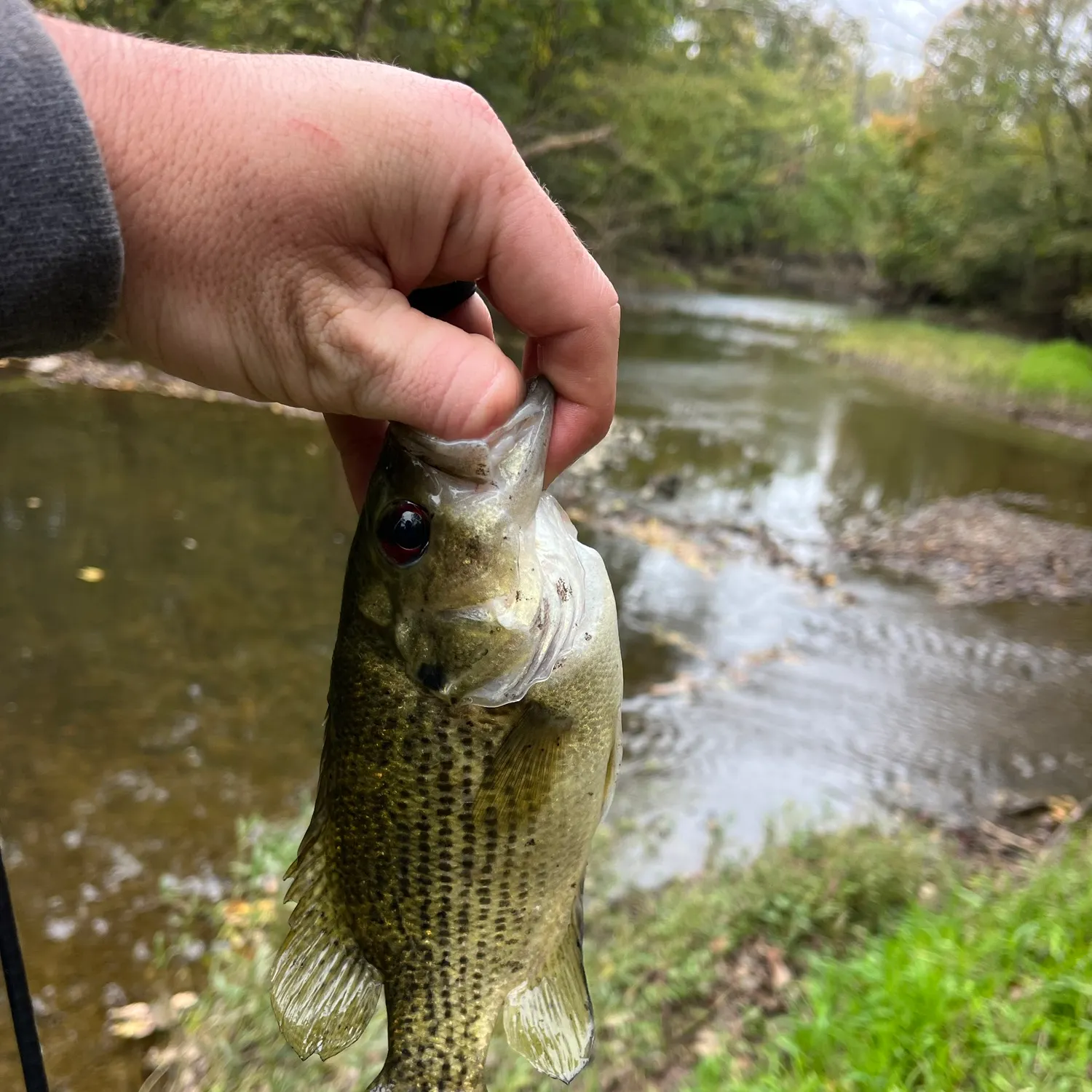 Rock bass caught on Fishbrain