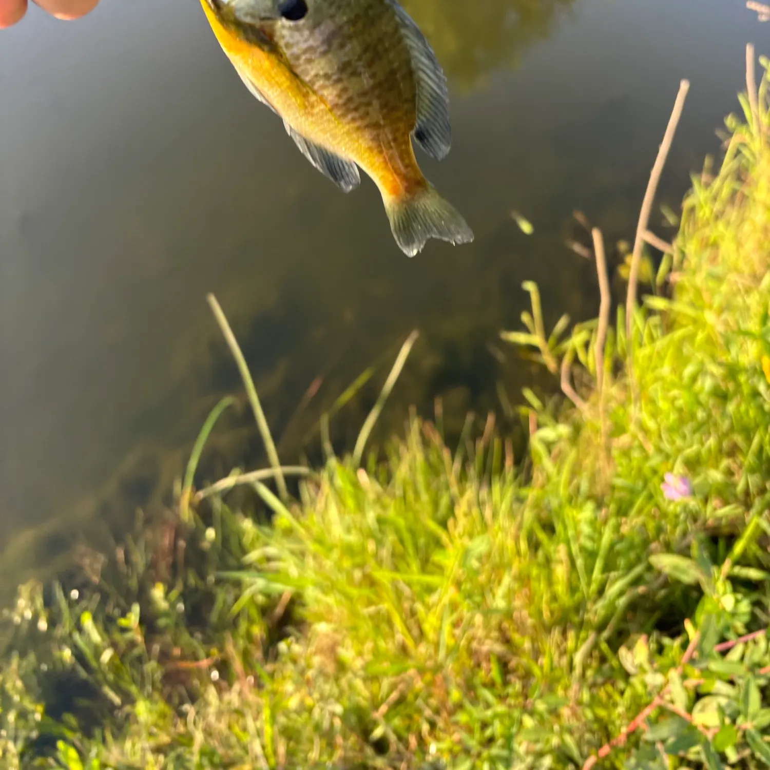 Bluegill caught on Fishbrain