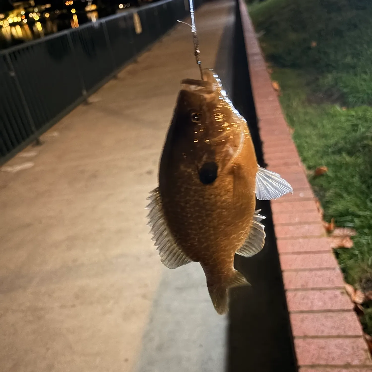 Bluegill caught on Fishbrain