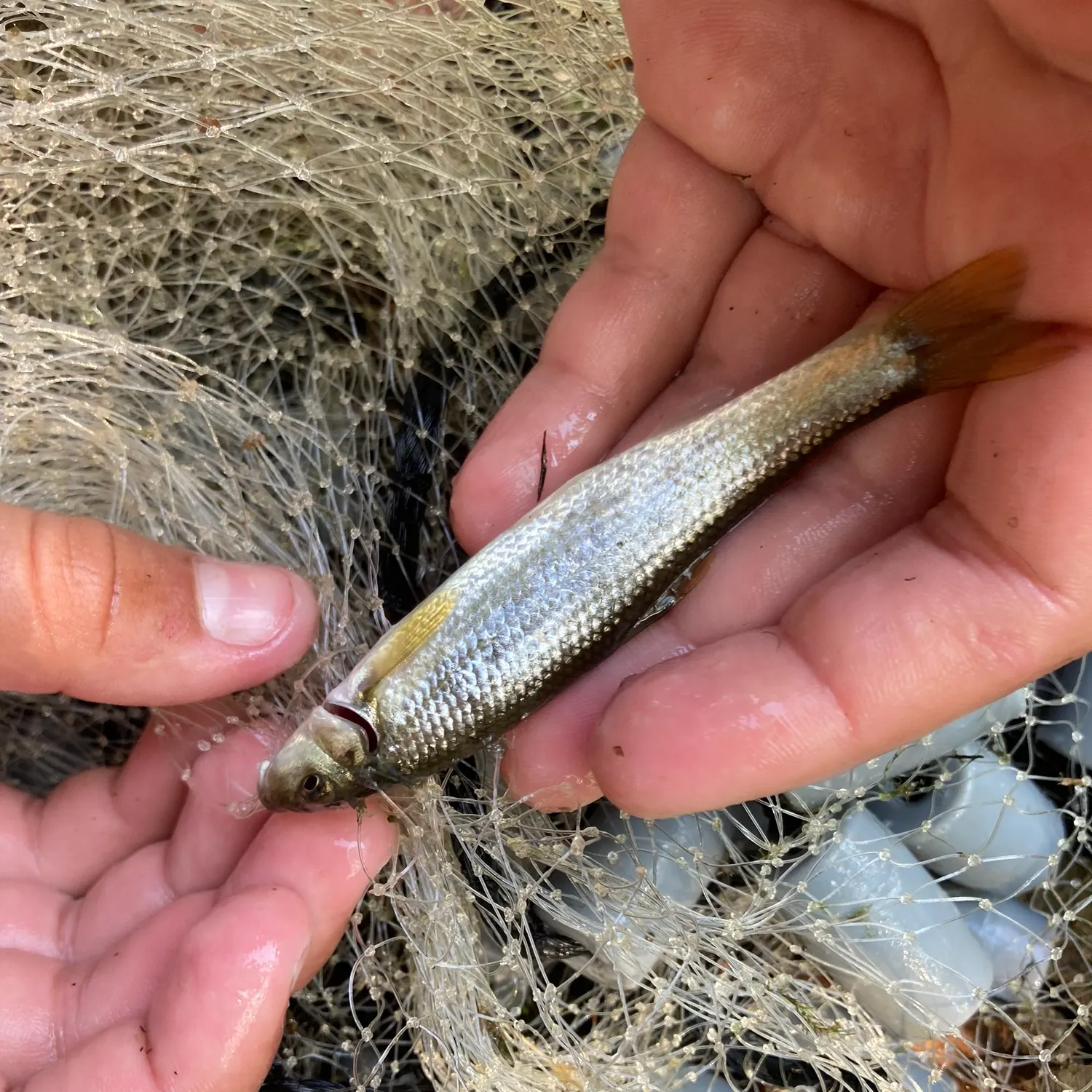 White sucker caught on Fishbrain
