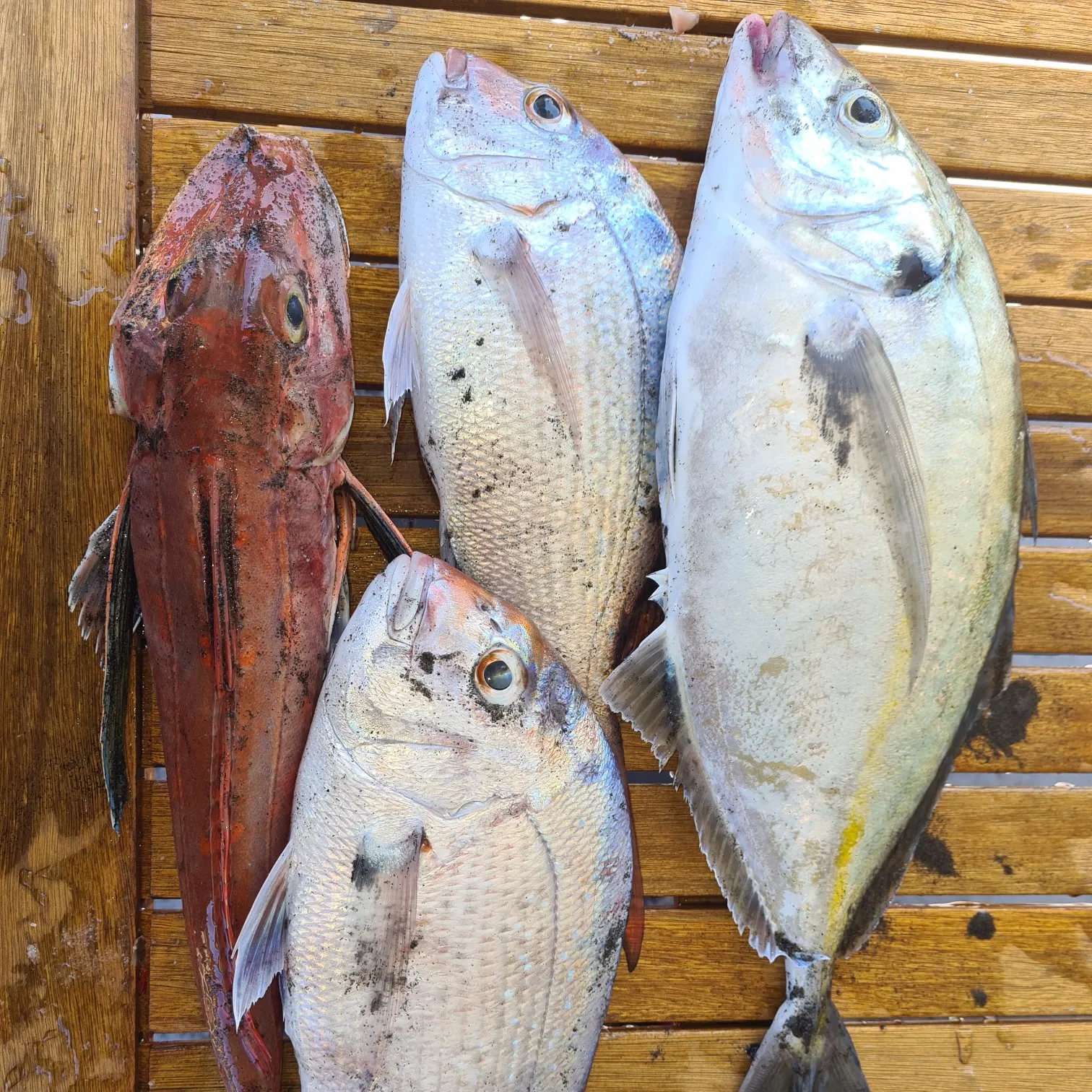 recently logged catches