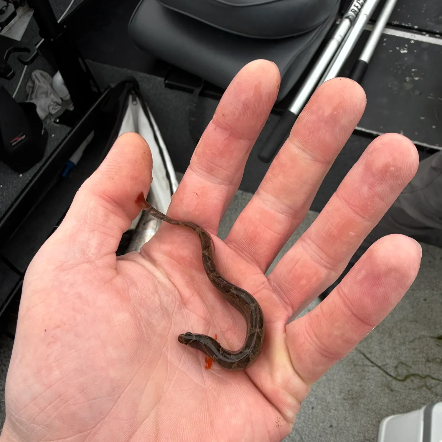 The most recent Rock gunnel catches on Fishbrain