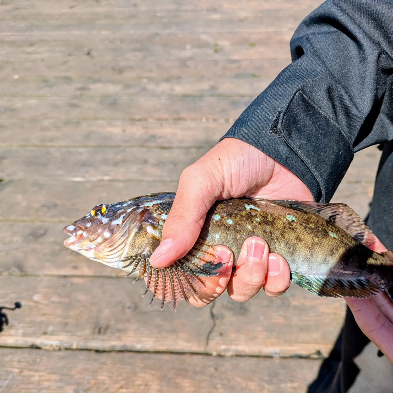 Kelp greenling caught on Fishbrain