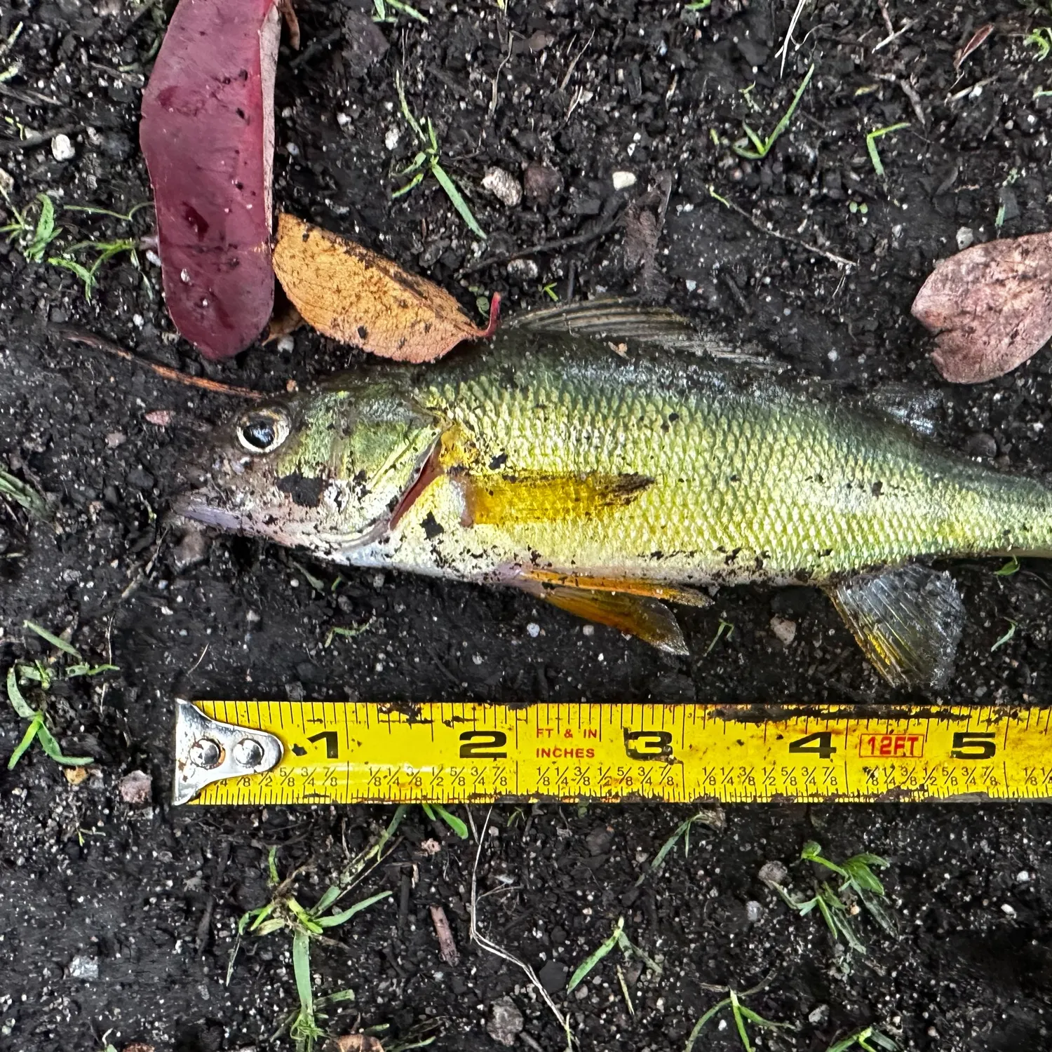Yellow perch caught on Fishbrain