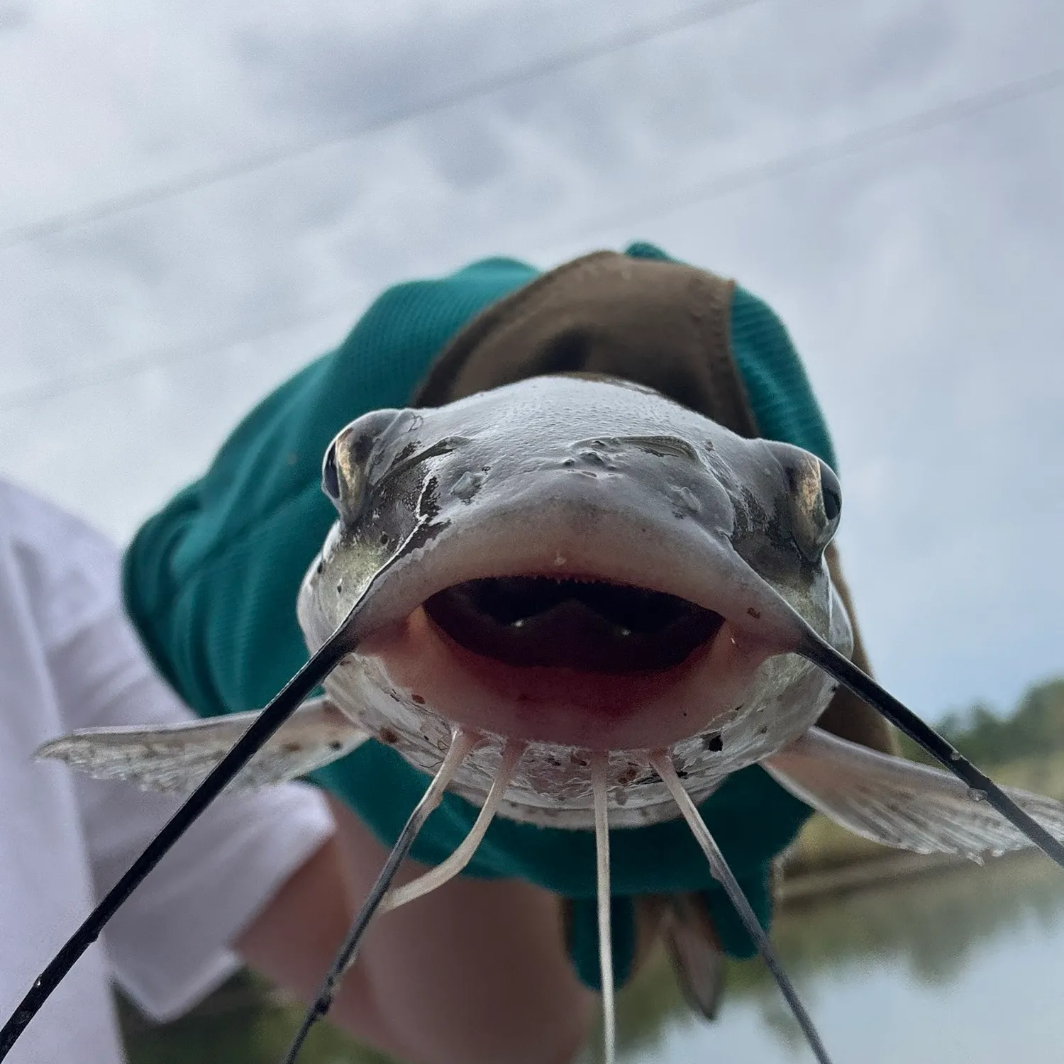 Blue catfish caught on Fishbrain