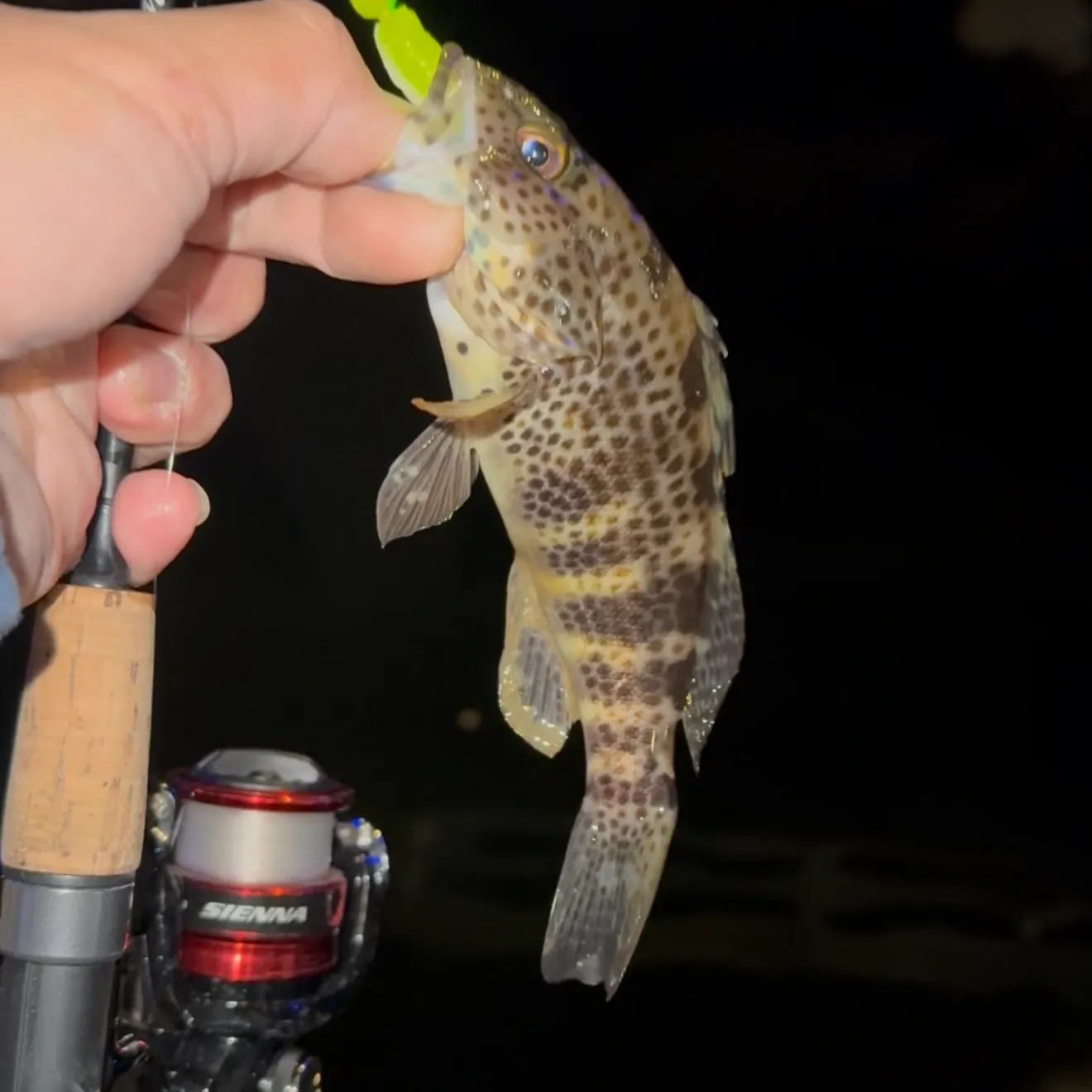 Spotted sand bass caught on Fishbrain