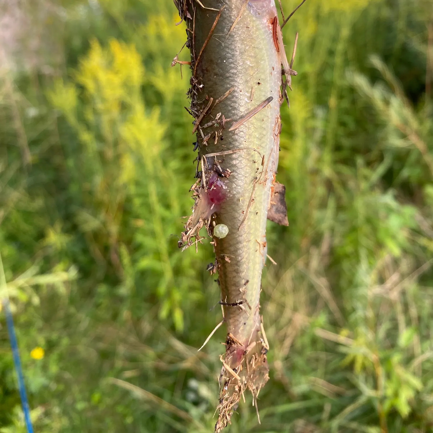 Creek chub caught on Fishbrain