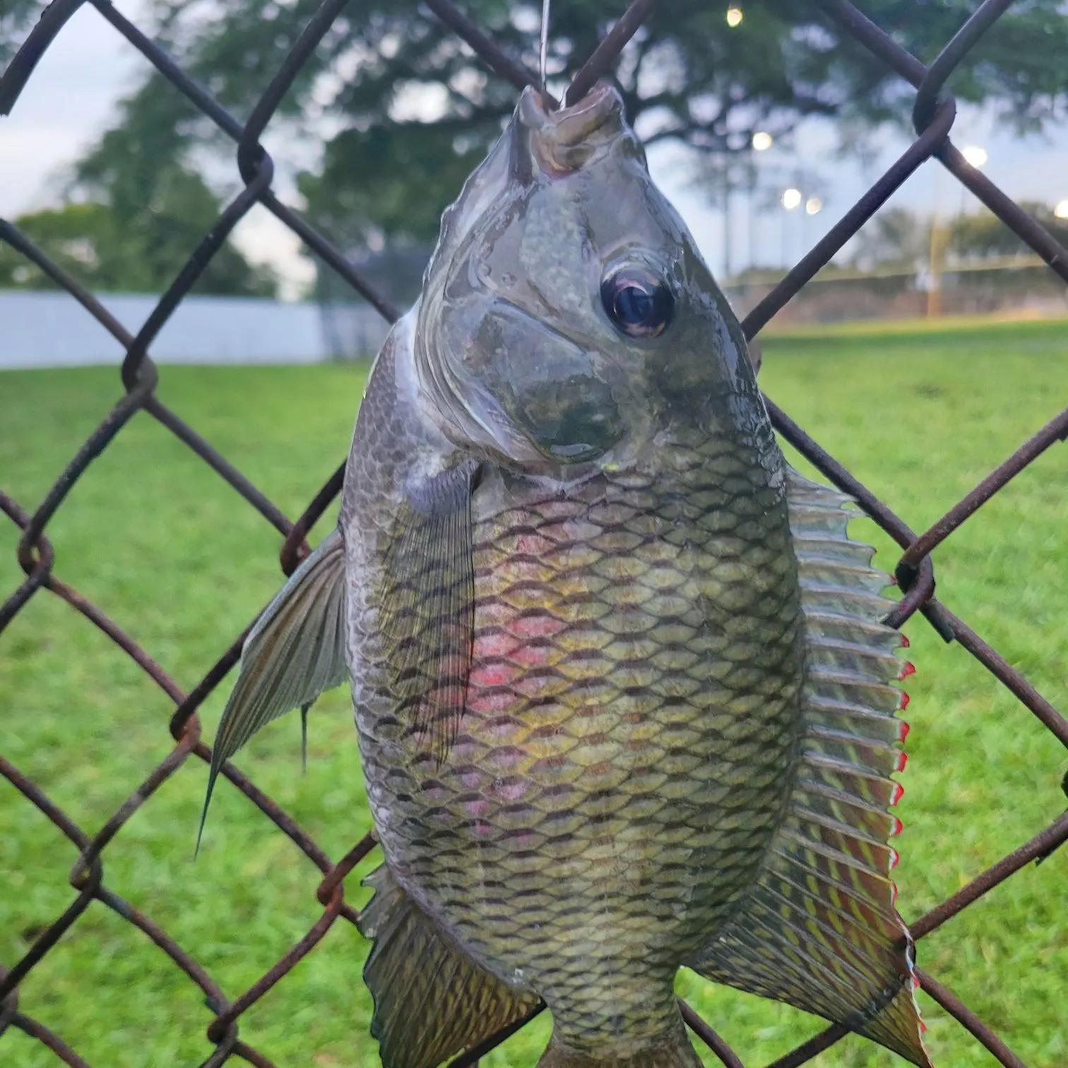 catch