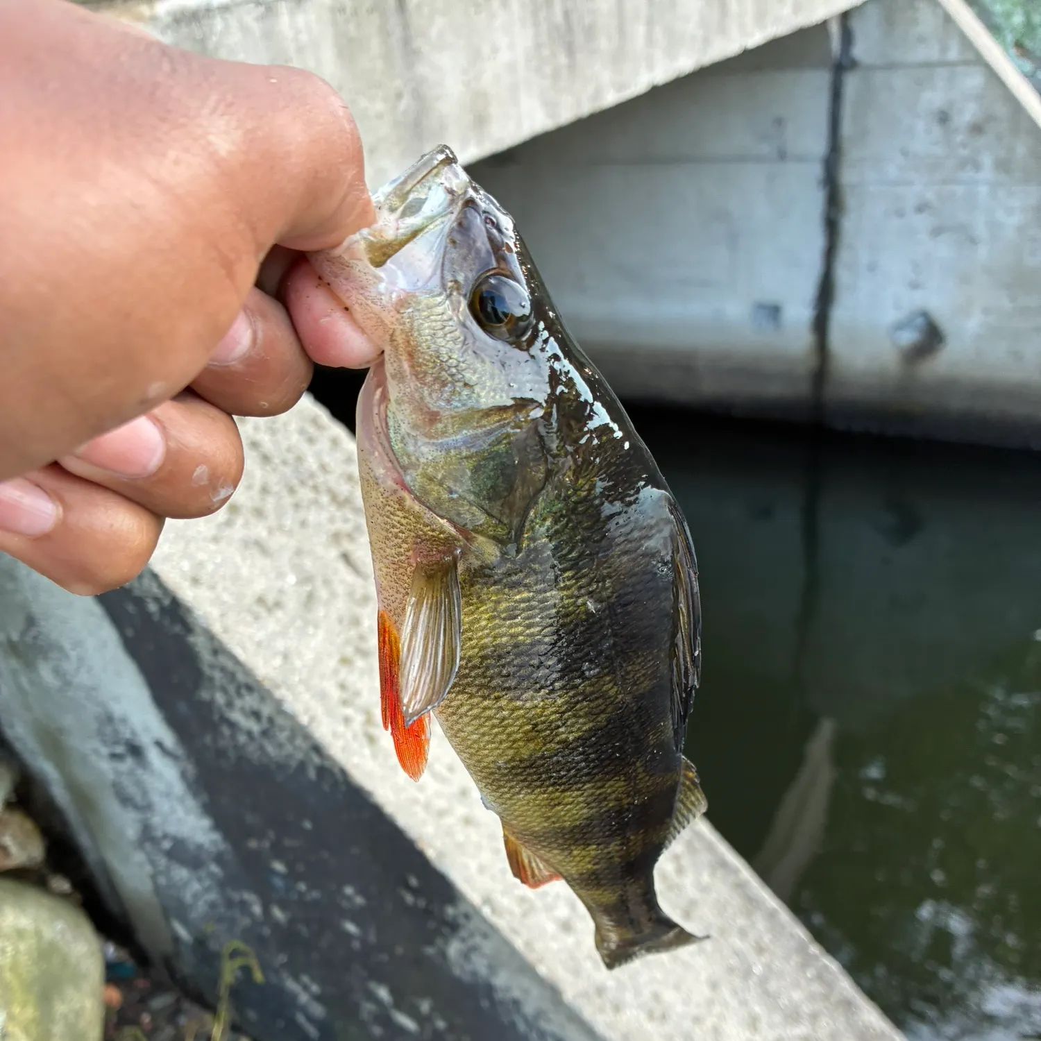 Yellow perch caught on Fishbrain