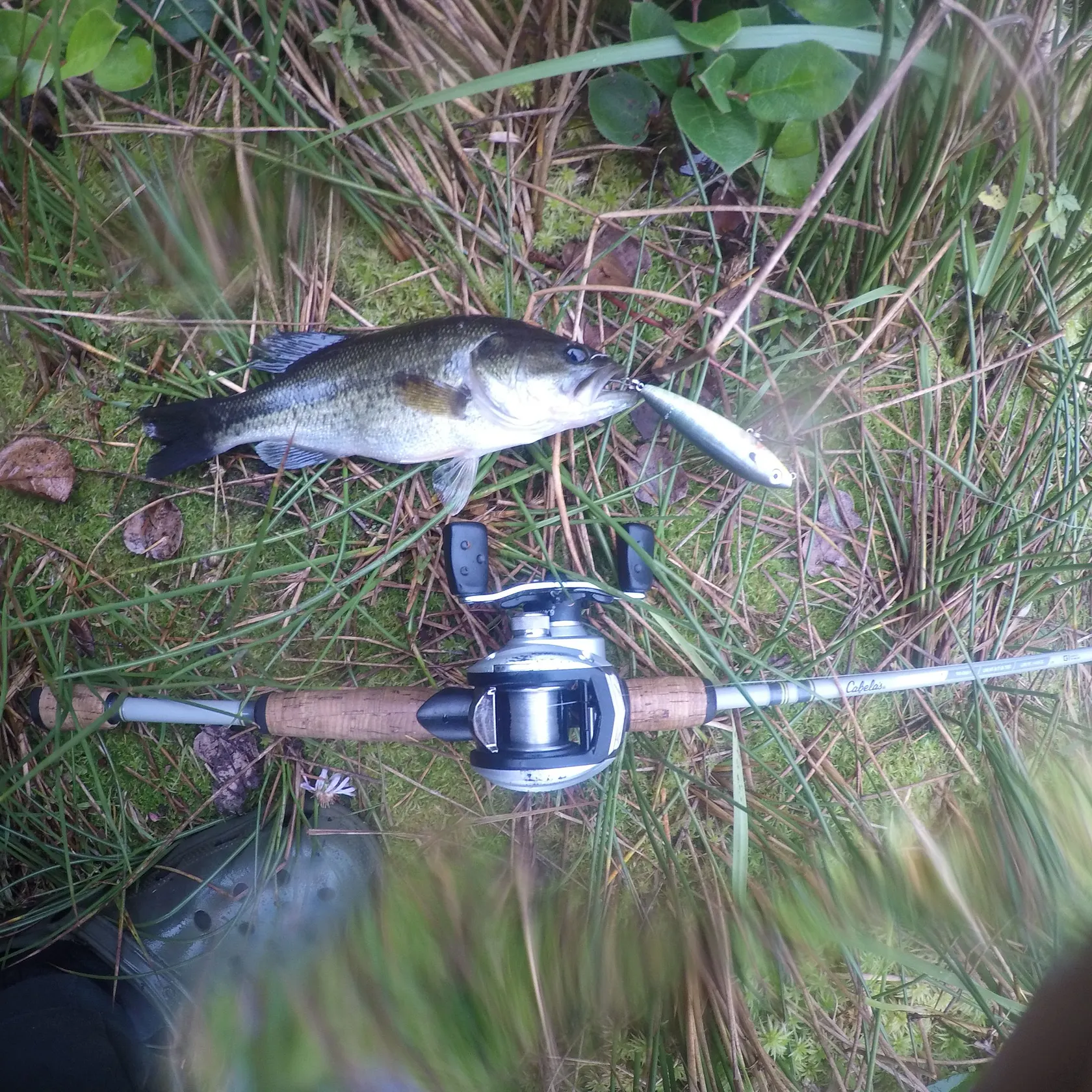 Largemouth bass caught on Fishbrain