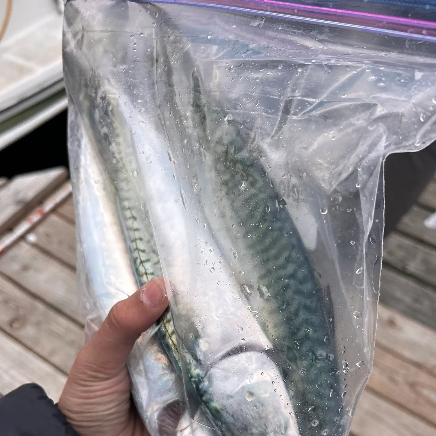 The most recent Atlantic mackerel catches on Fishbrain