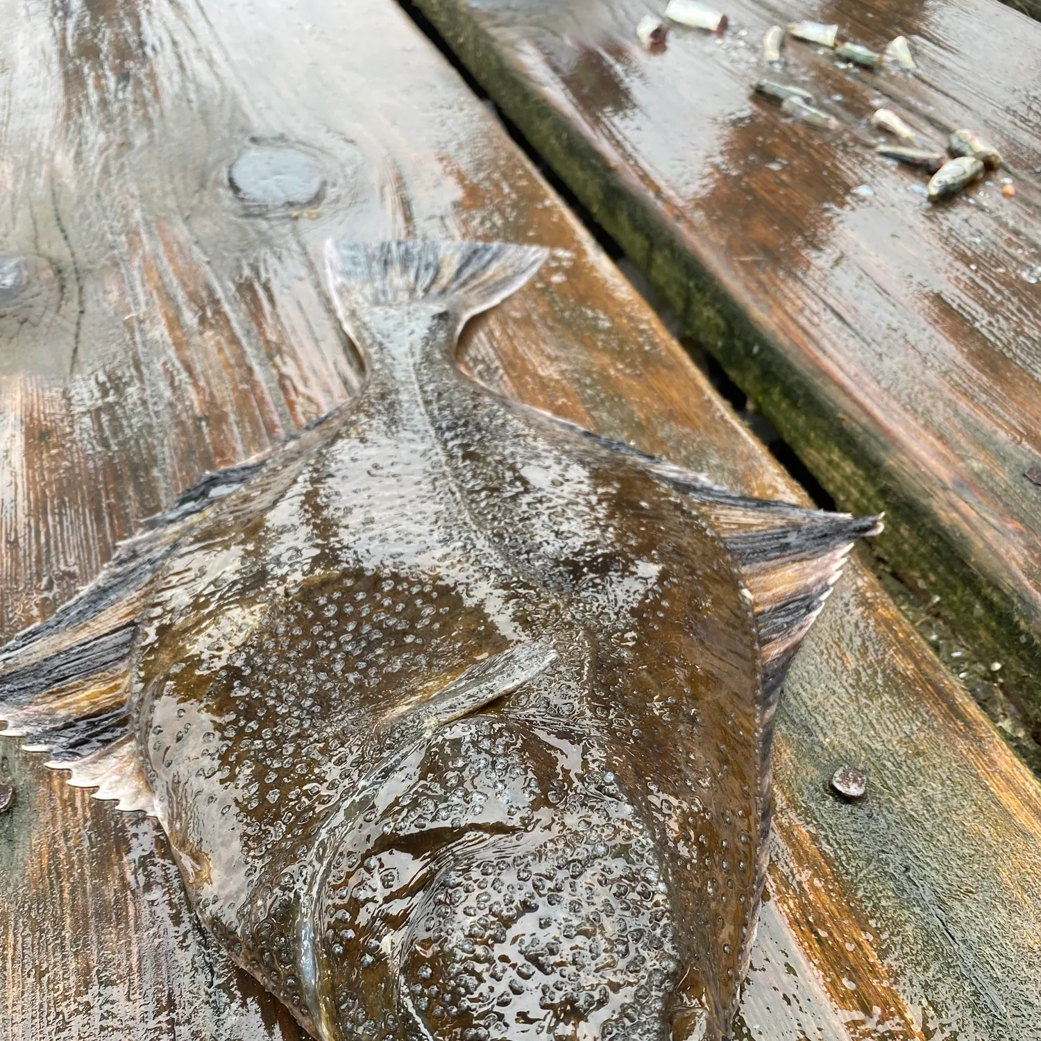 The most recent Starry flounder catches on Fishbrain
