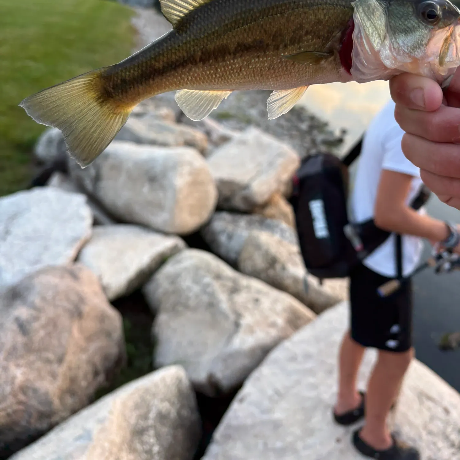 Fish caught on Fishbrain