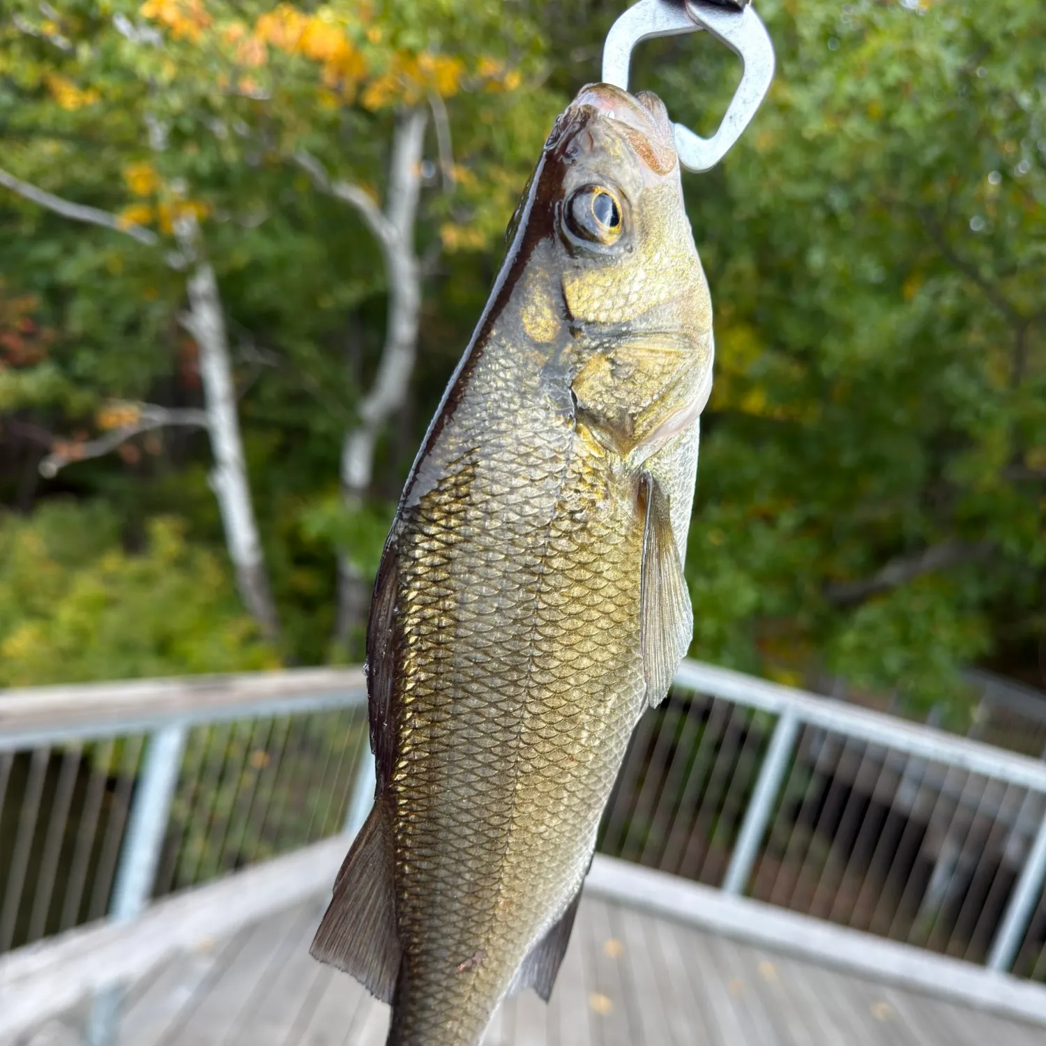 White perch caught on Fishbrain