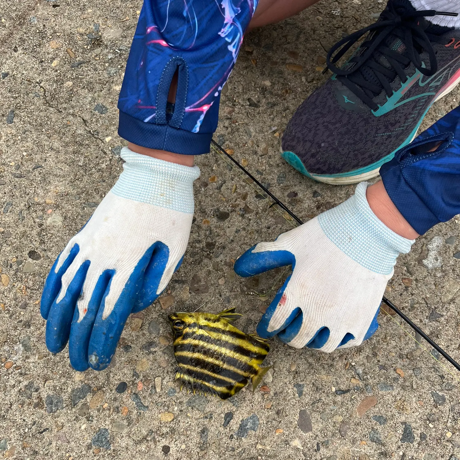 The most recent Spotbanded scat catches on Fishbrain