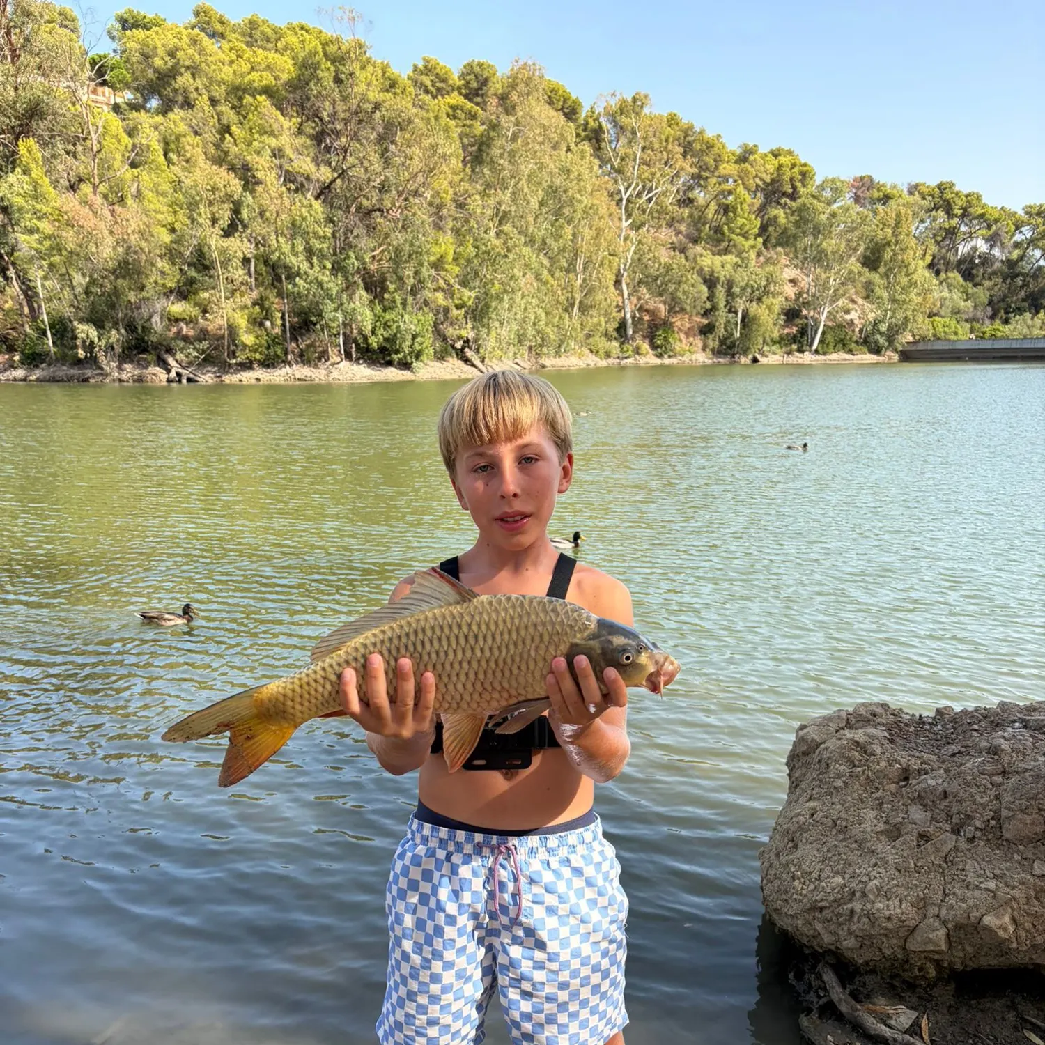 Common carp caught on Fishbrain