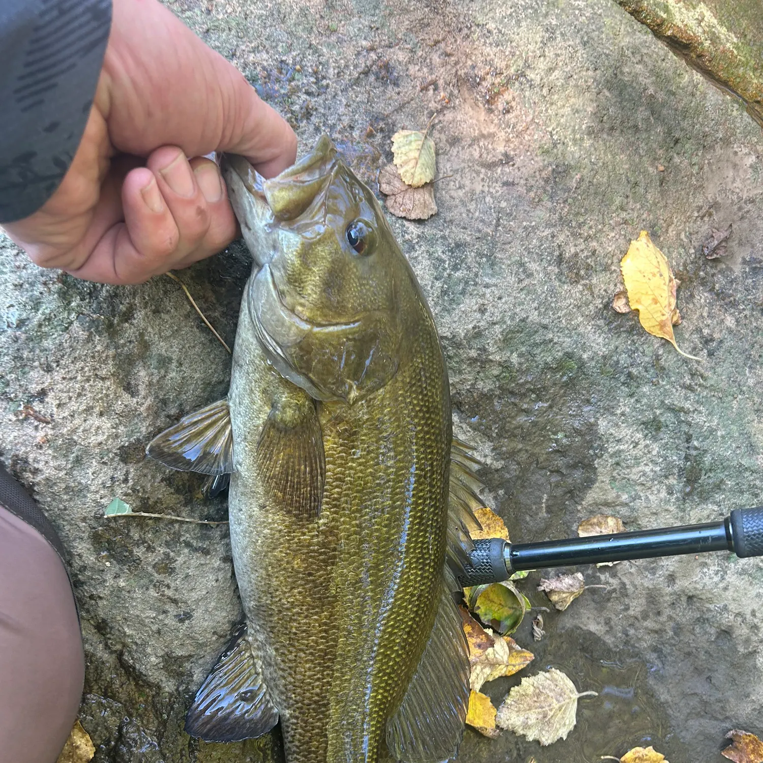 Smallmouth bass caught on Fishbrain