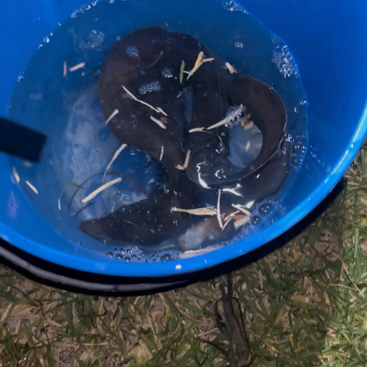 The most recent Leopard moray eel catches on Fishbrain