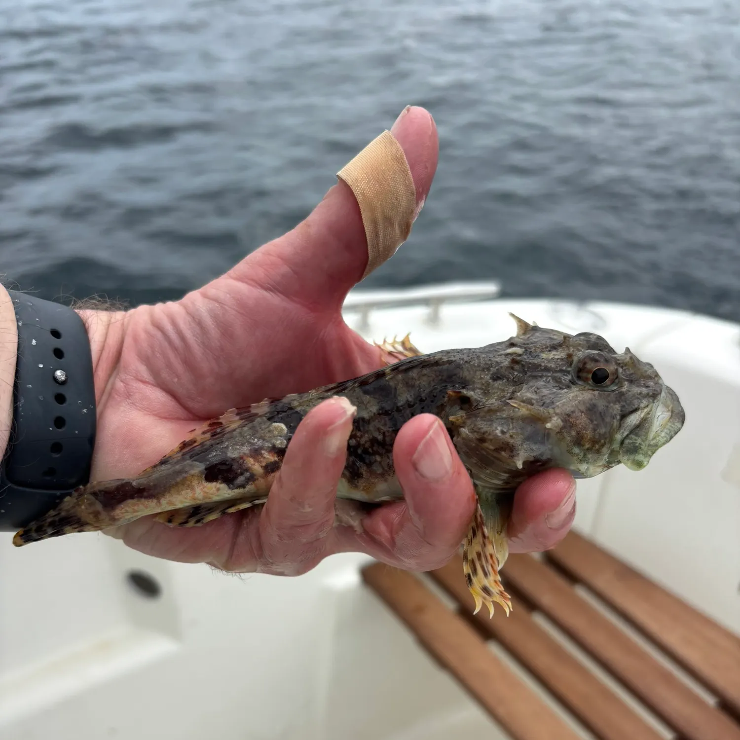 The most recent Shorthorn sculpin catches on Fishbrain