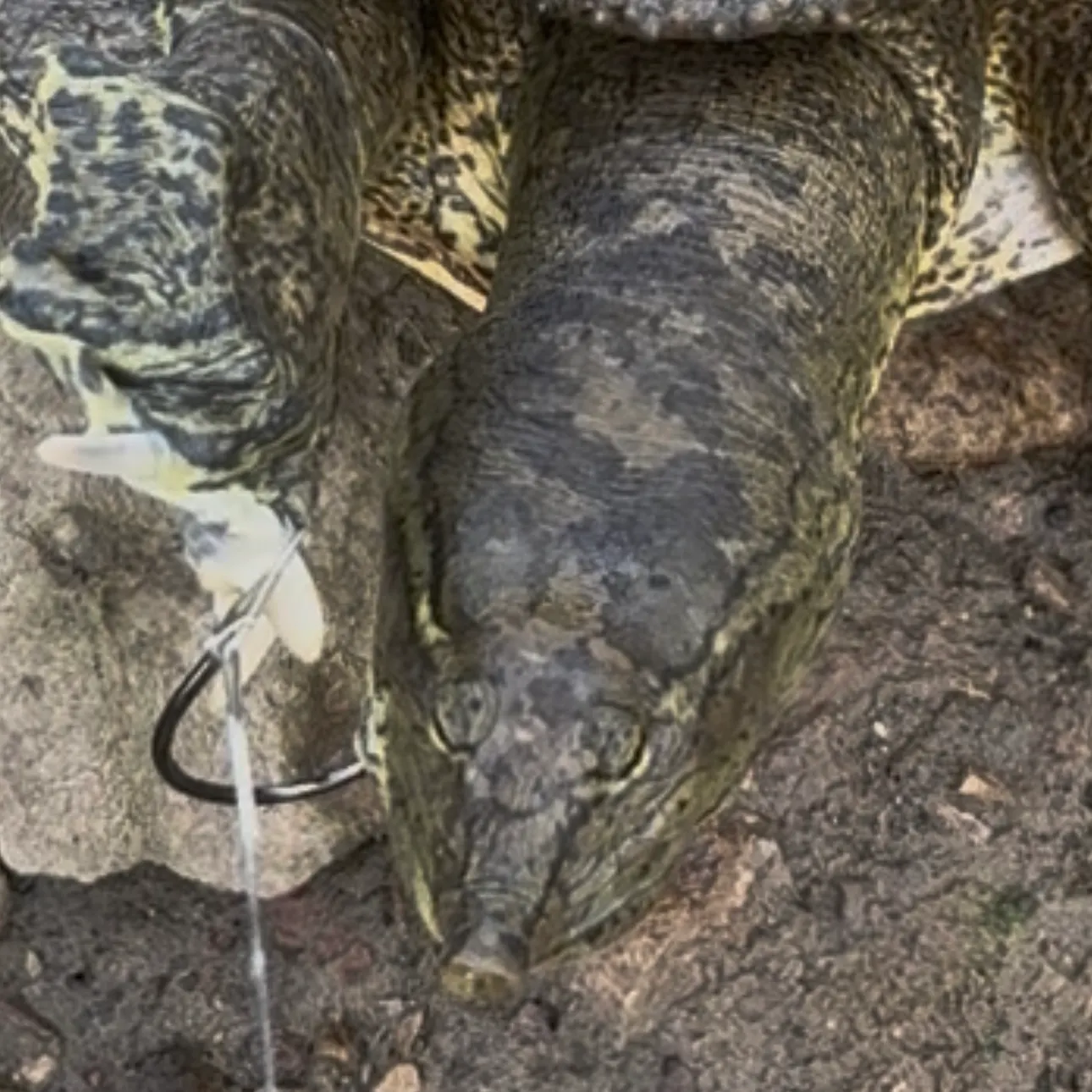 The most recent Smooth softshell turtle catches on Fishbrain