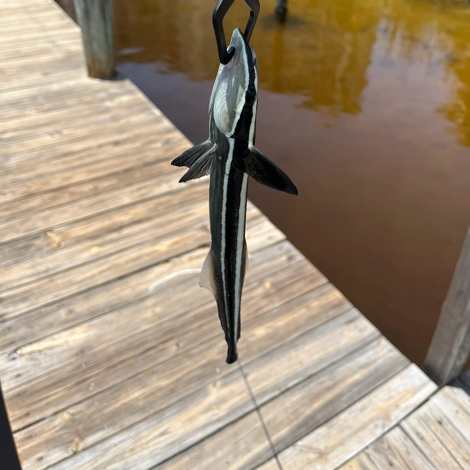 The most recent Live sharksucker catches on Fishbrain