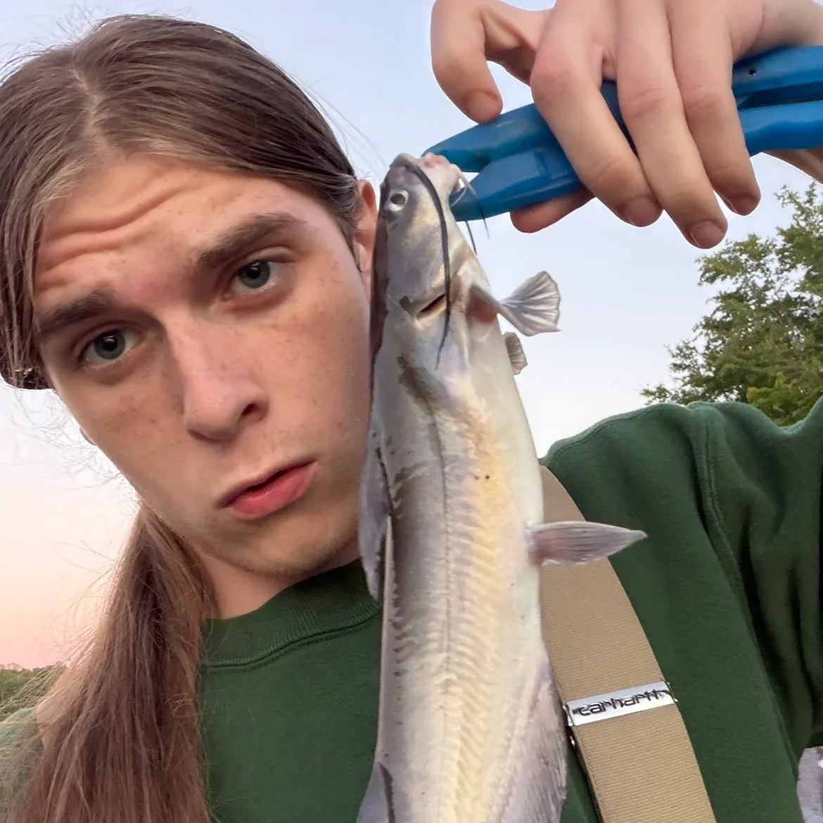 Channel catfish caught on Fishbrain