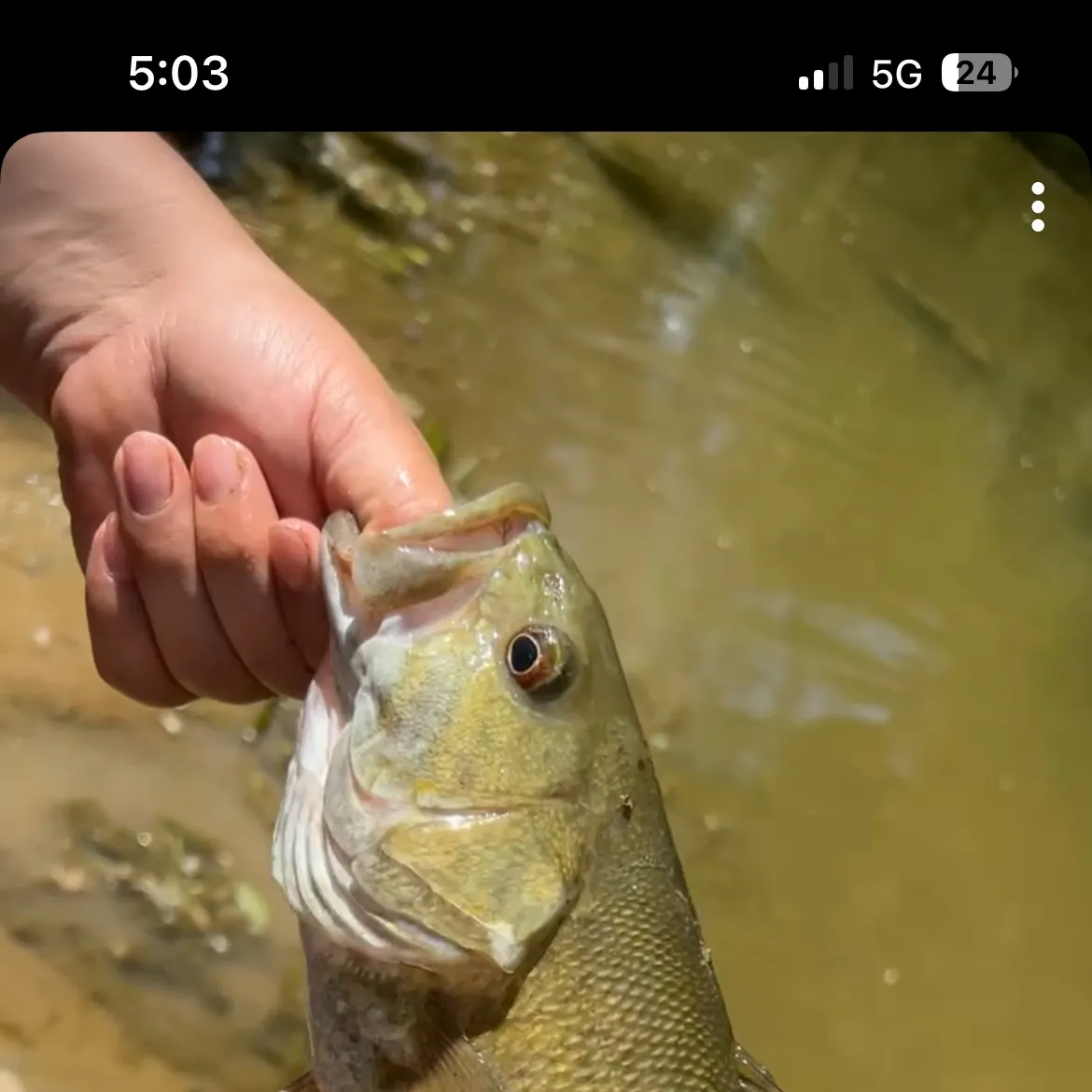 recently logged catches