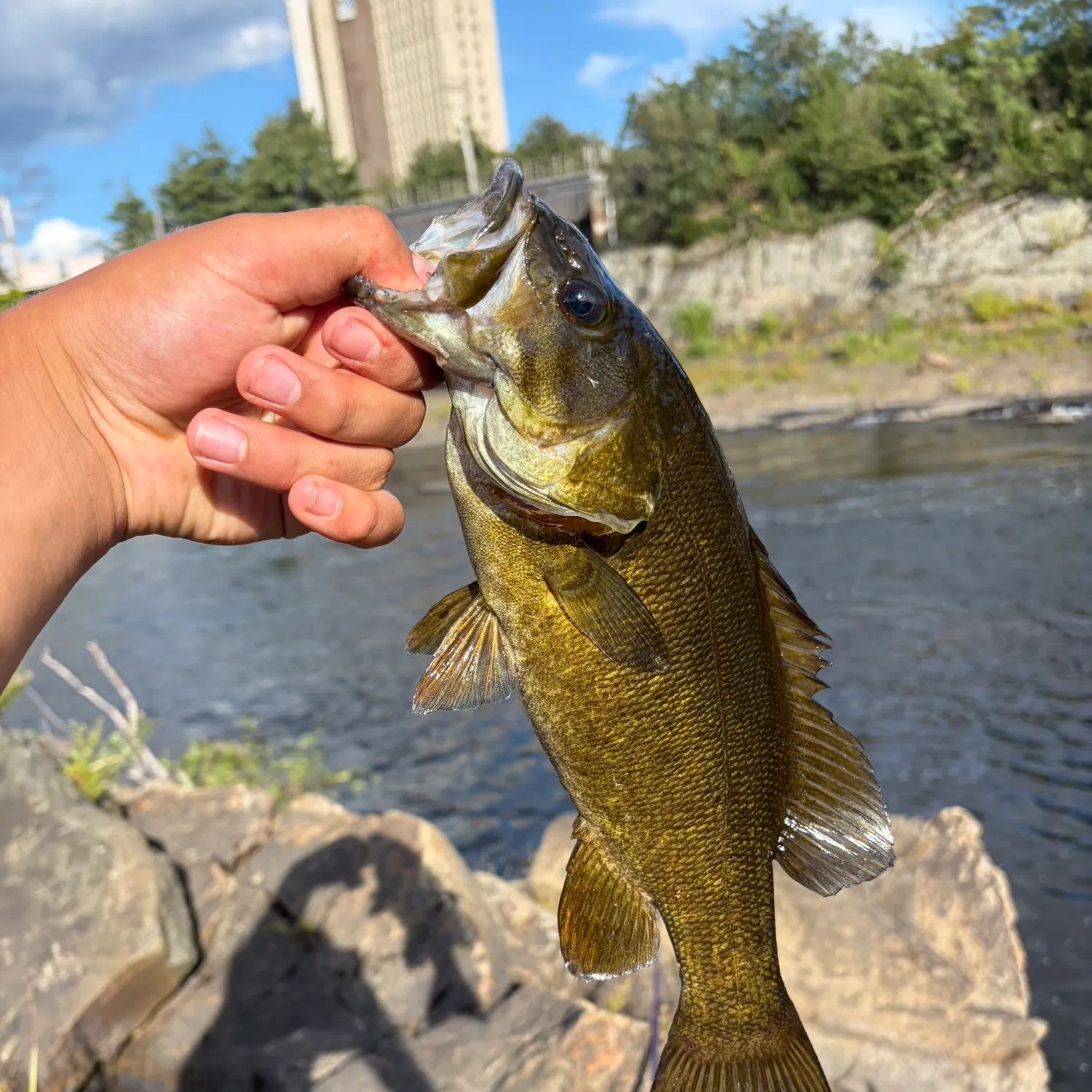 Smallmouth bass caught on Fishbrain