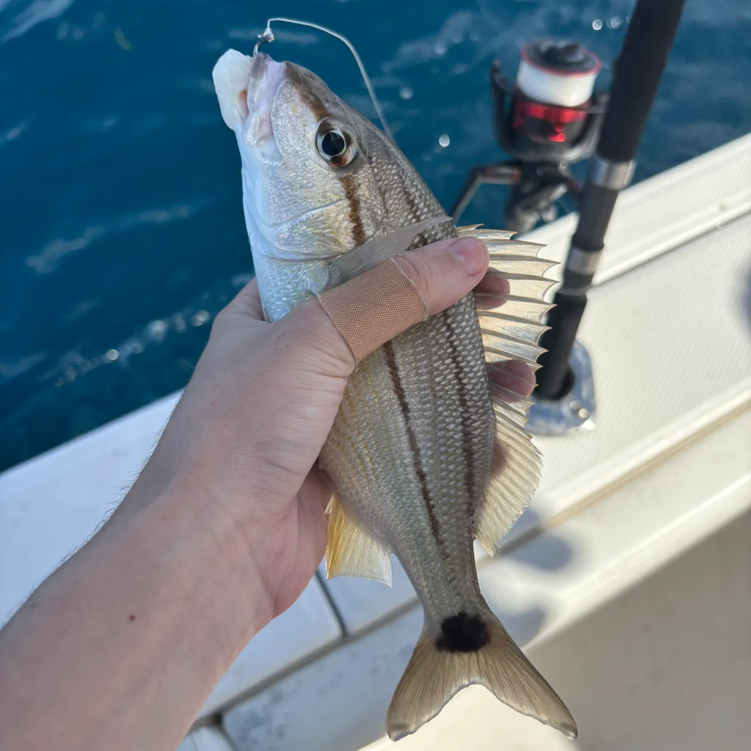 The most recent Tomtate grunt catches on Fishbrain