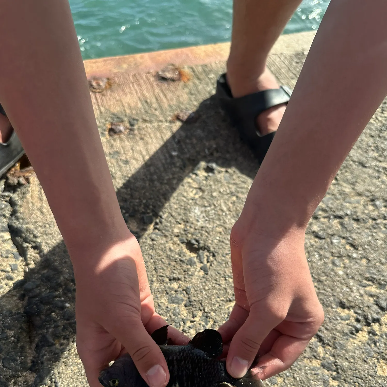 The most recent Blackspot damsel catches on Fishbrain