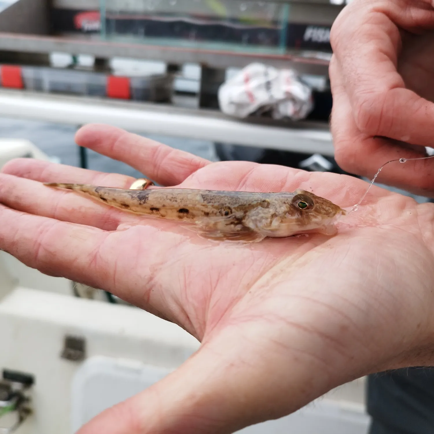 The most recent Common dragonet catches on Fishbrain