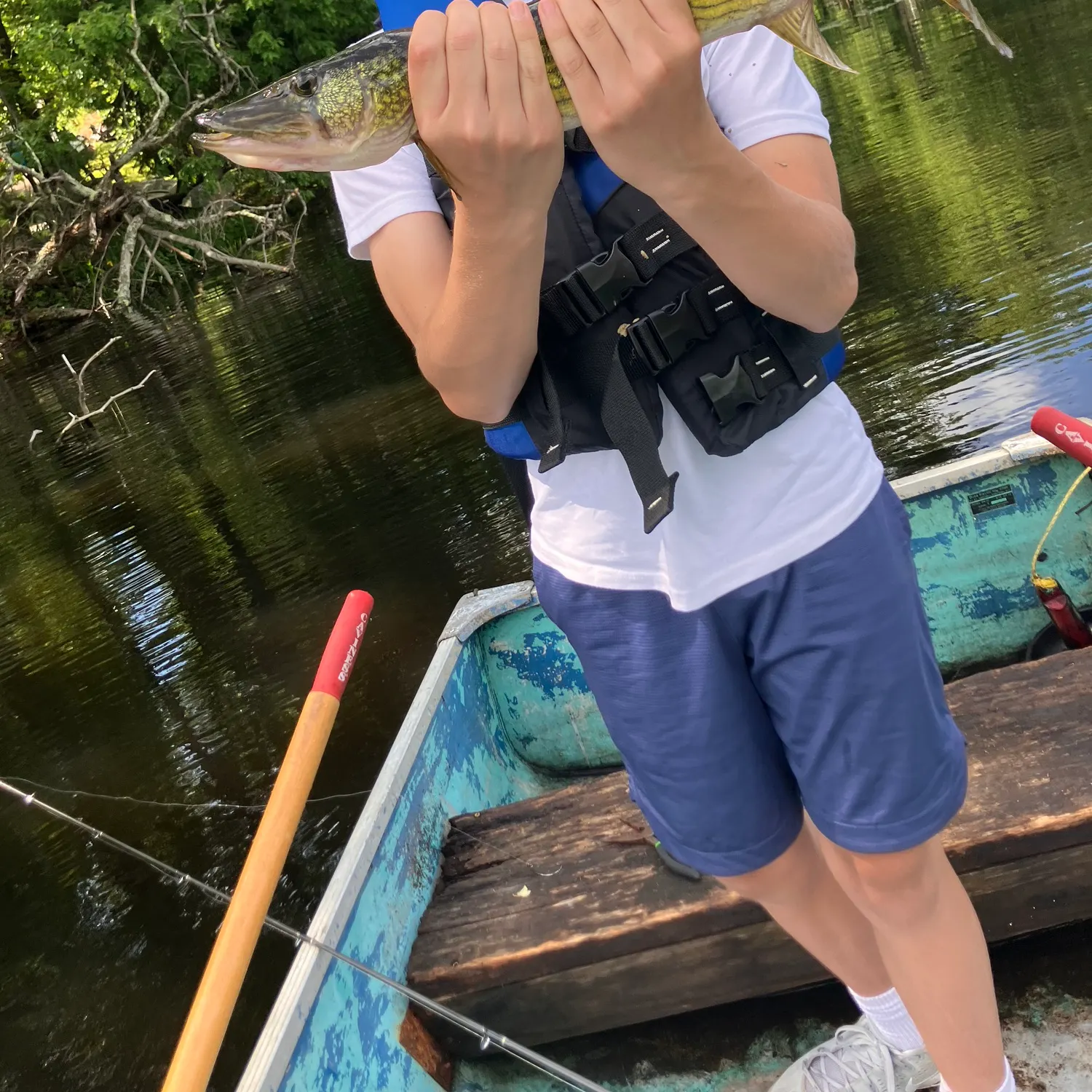 The most recent Chain pickerel catches on Fishbrain