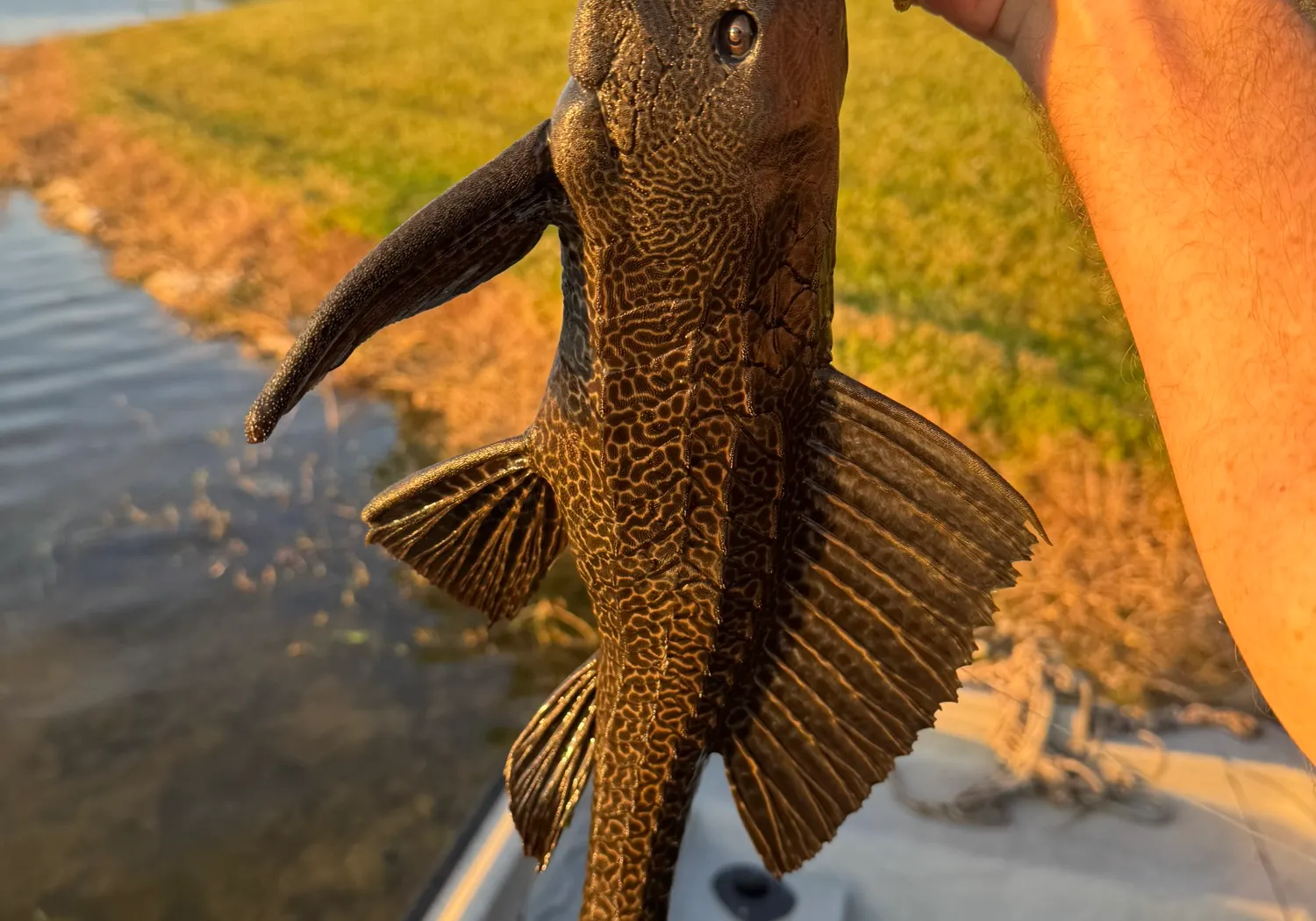 Snow Pleco