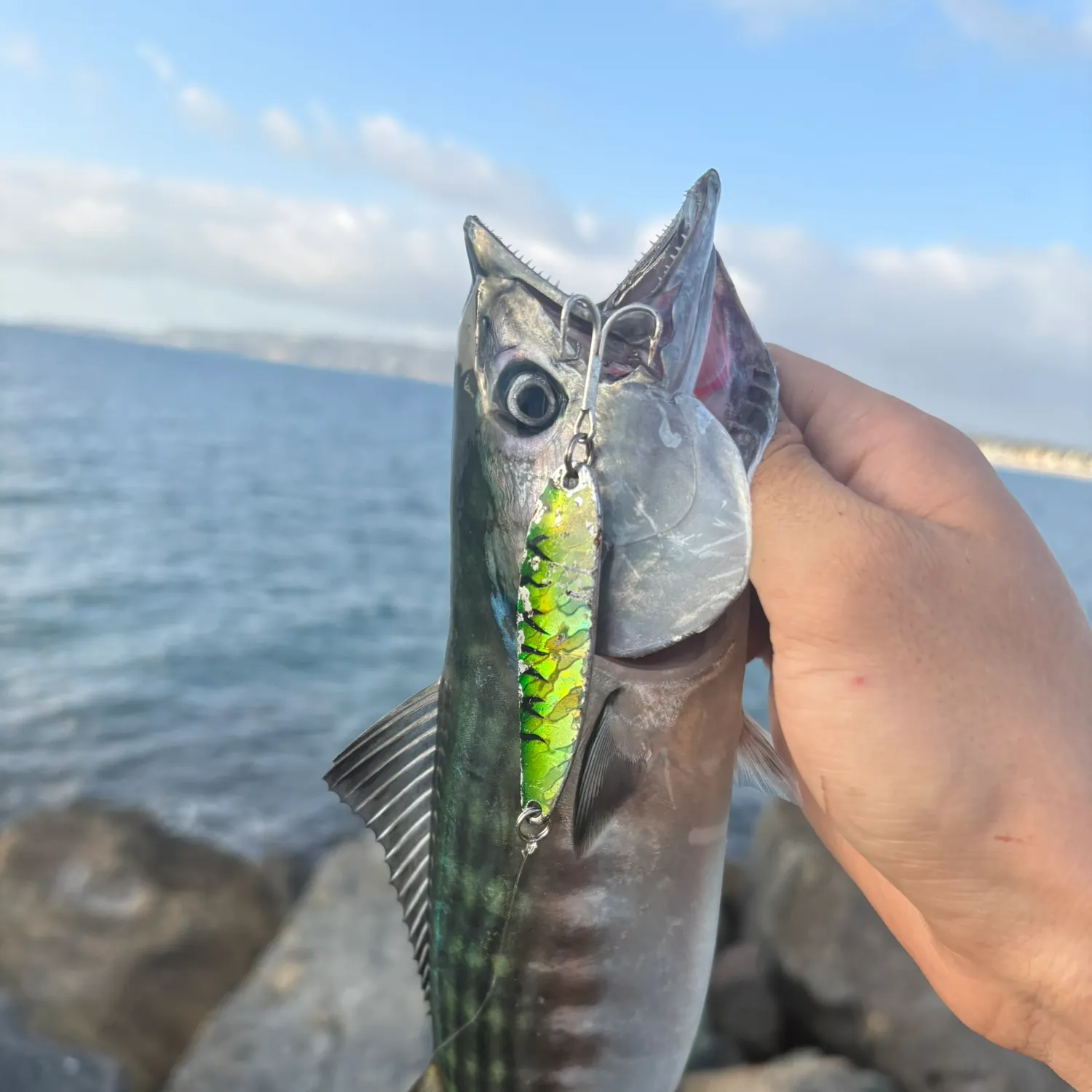 Pacific bonito caught on Fishbrain