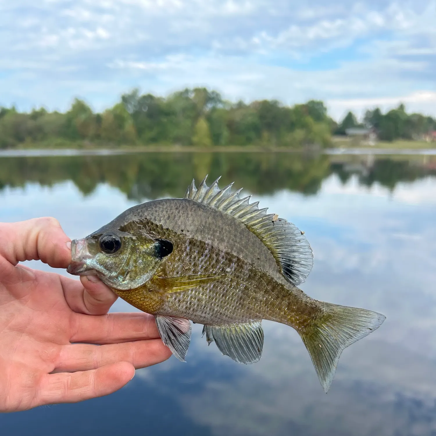 Bluegill caught on Fishbrain