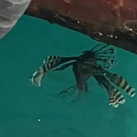 The most recent Red lionfish catches on Fishbrain