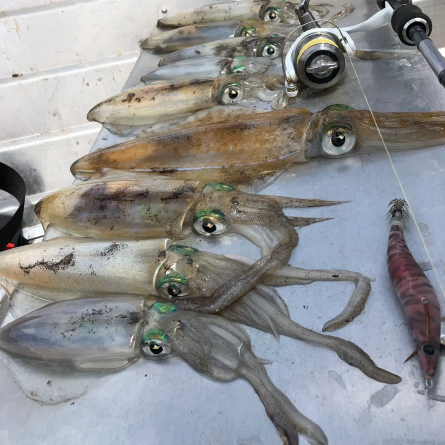 recently logged catches