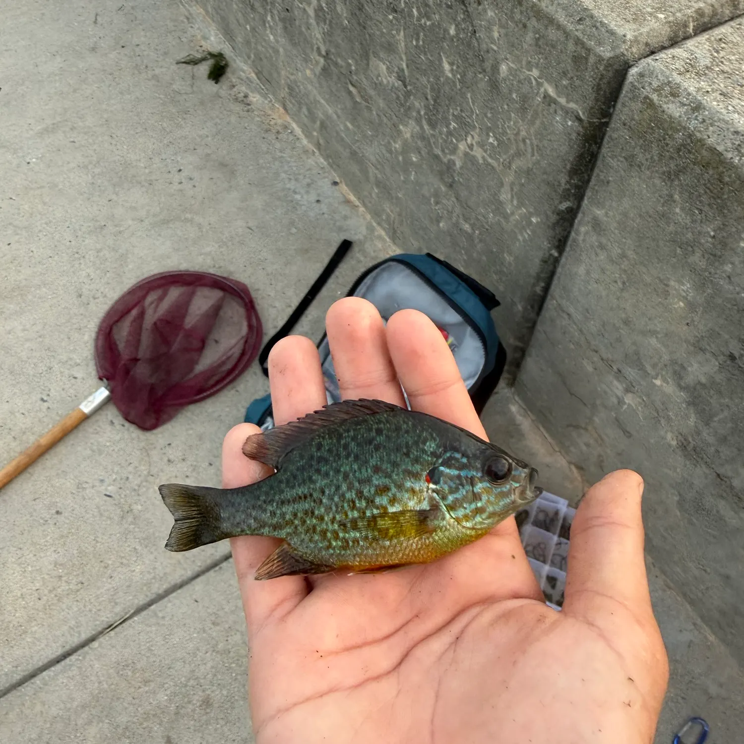 Pumpkinseed caught on Fishbrain